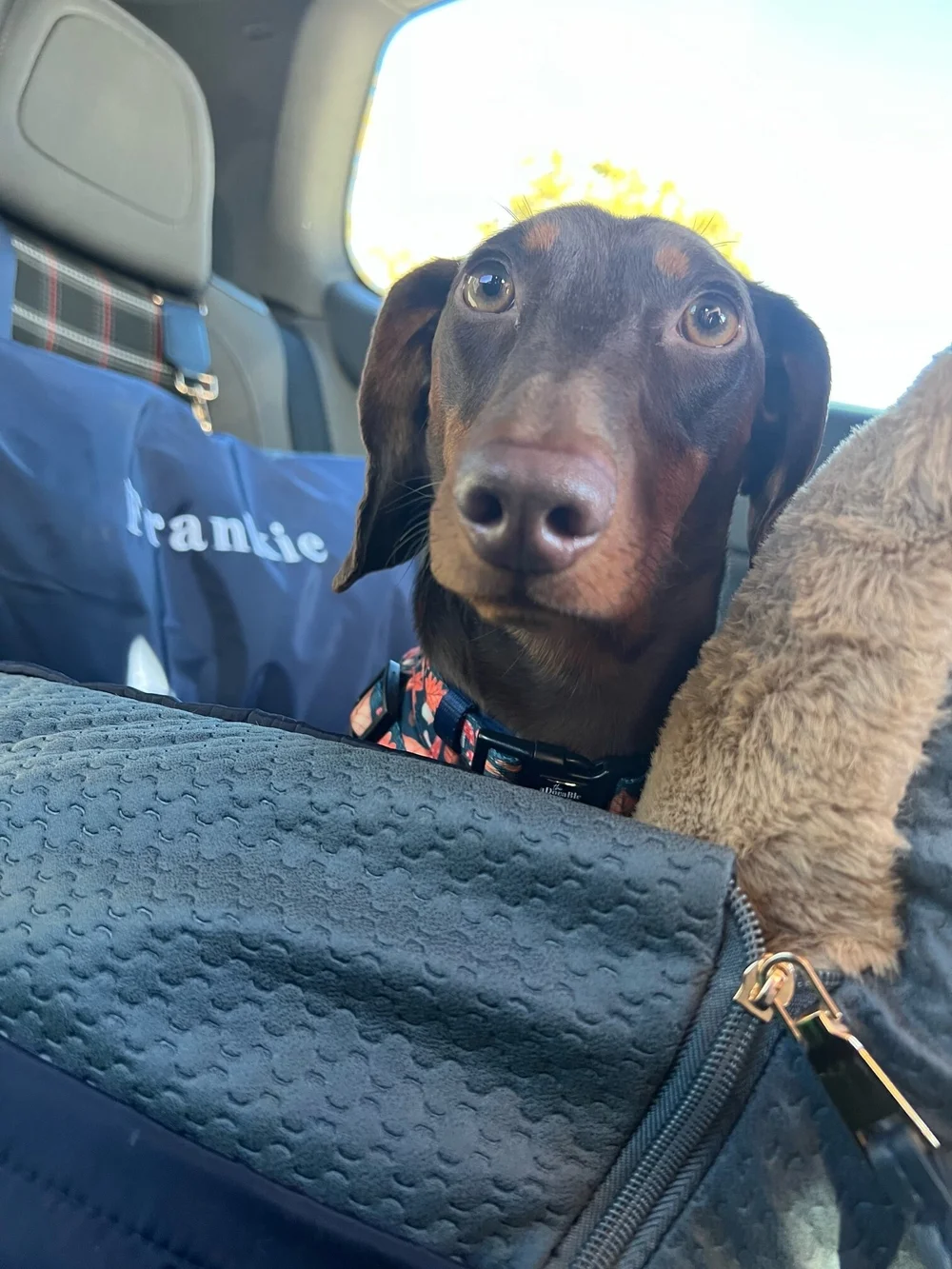 Dachshund seat sales