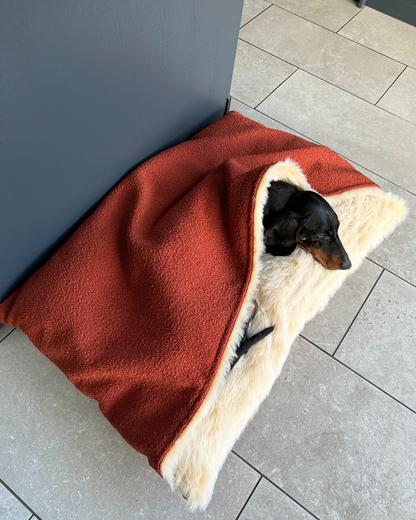They say that every business should have at least one viral product, a product when someone says their business name- their customers automatically think of
THIS ⬆️ is ours 🥰
.
.
#thesausagepit #snugglebed #cavebed #dogbed #luxurydogbed #dachshund #