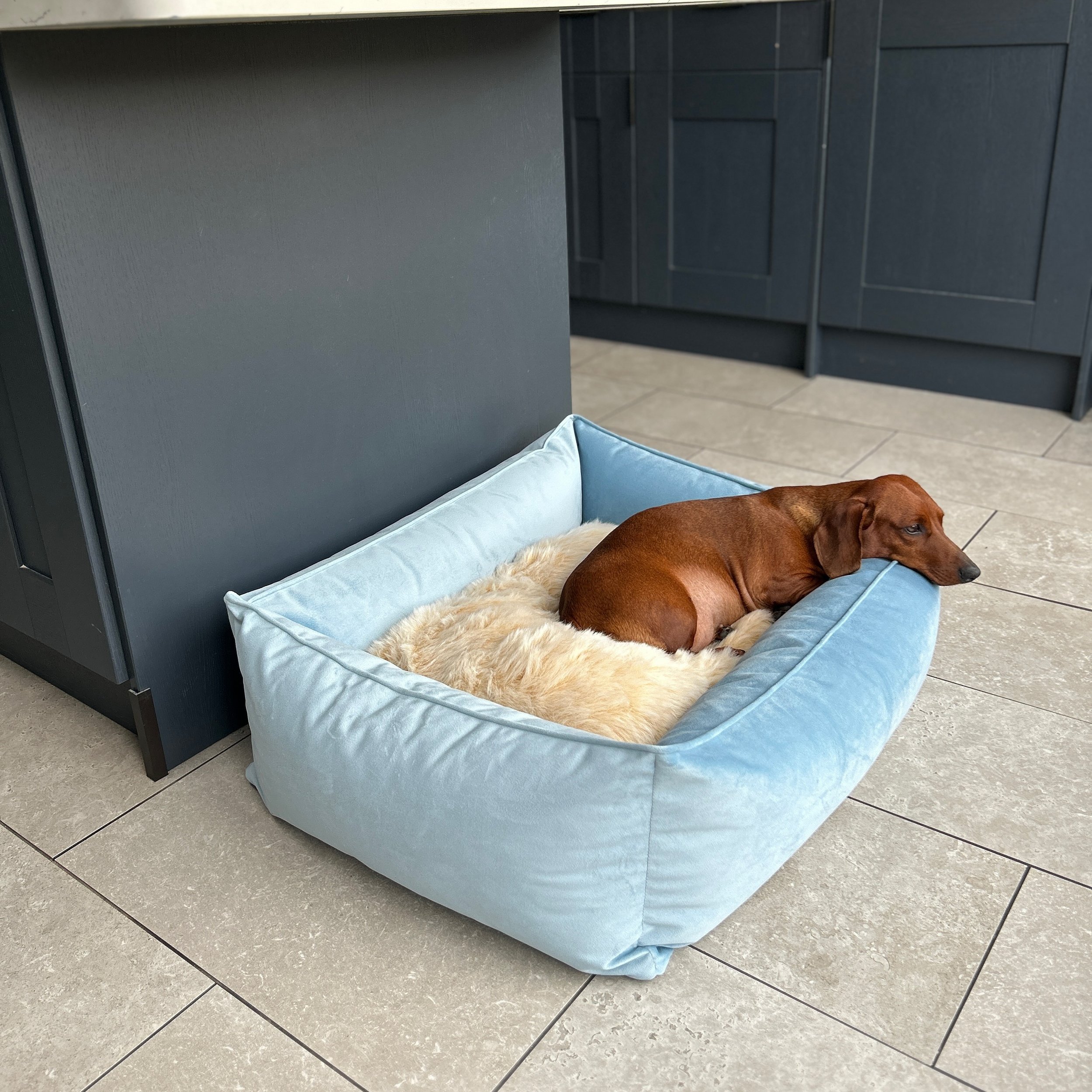 I think Atlantic Velour is definitely Sizzles go to colour! 🤤🤤
.
What colours do you tend to pick for your dog because you think it suits them well??
.
🩵💙🩵
.
#thesausagepit #dachshund #sausagedog #snugglebed #dogbed #luxurydogbed