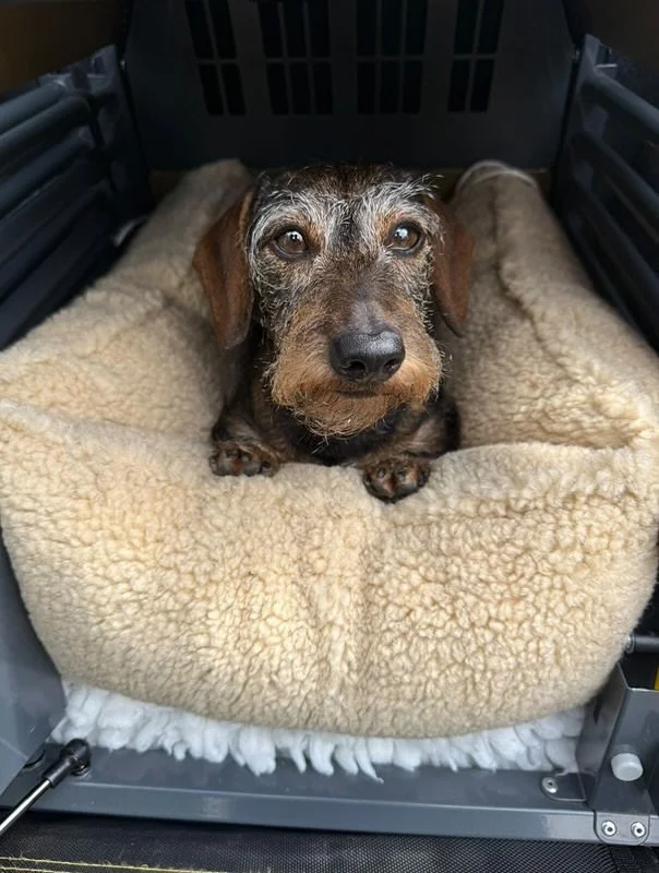 The Recovery Noodle ❤️

@mabelandmyrtle had seen our Recovery noodle launched on the website &amp; thought that this would work amazingly well for the car too.

Lucy measured her Car Seat &amp; entered the CM into the website form for a custom size a