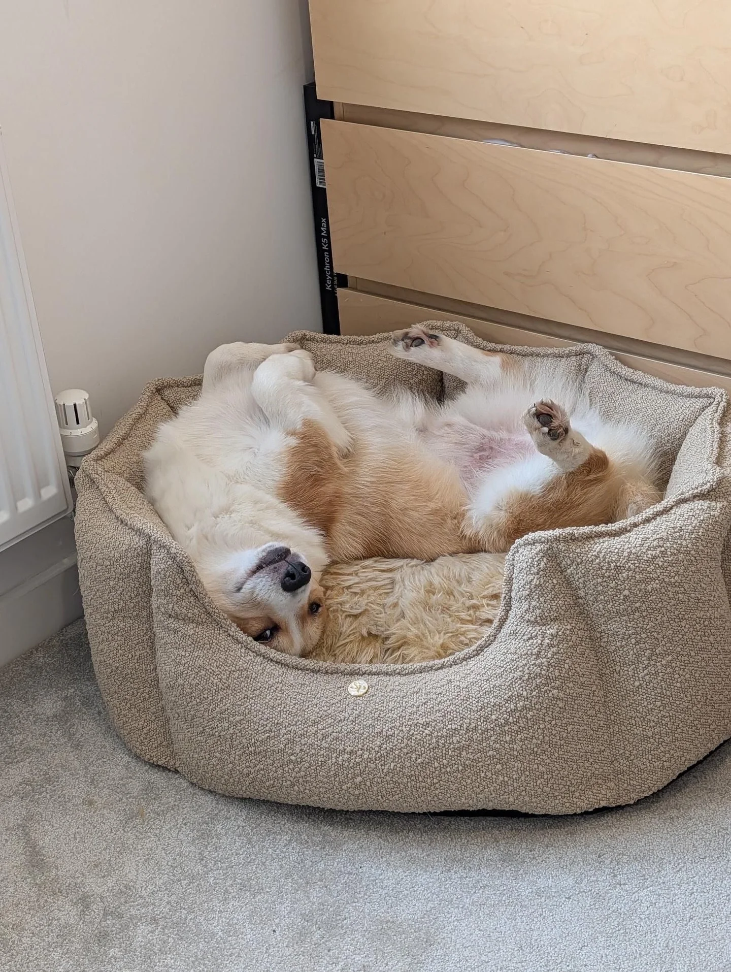 Paws off, this one&rsquo;s mine!
.
#thesausagepit #corgi #sausagedog #dachshund #ilovemydog #puppy #pinterest #interiordesign #dog