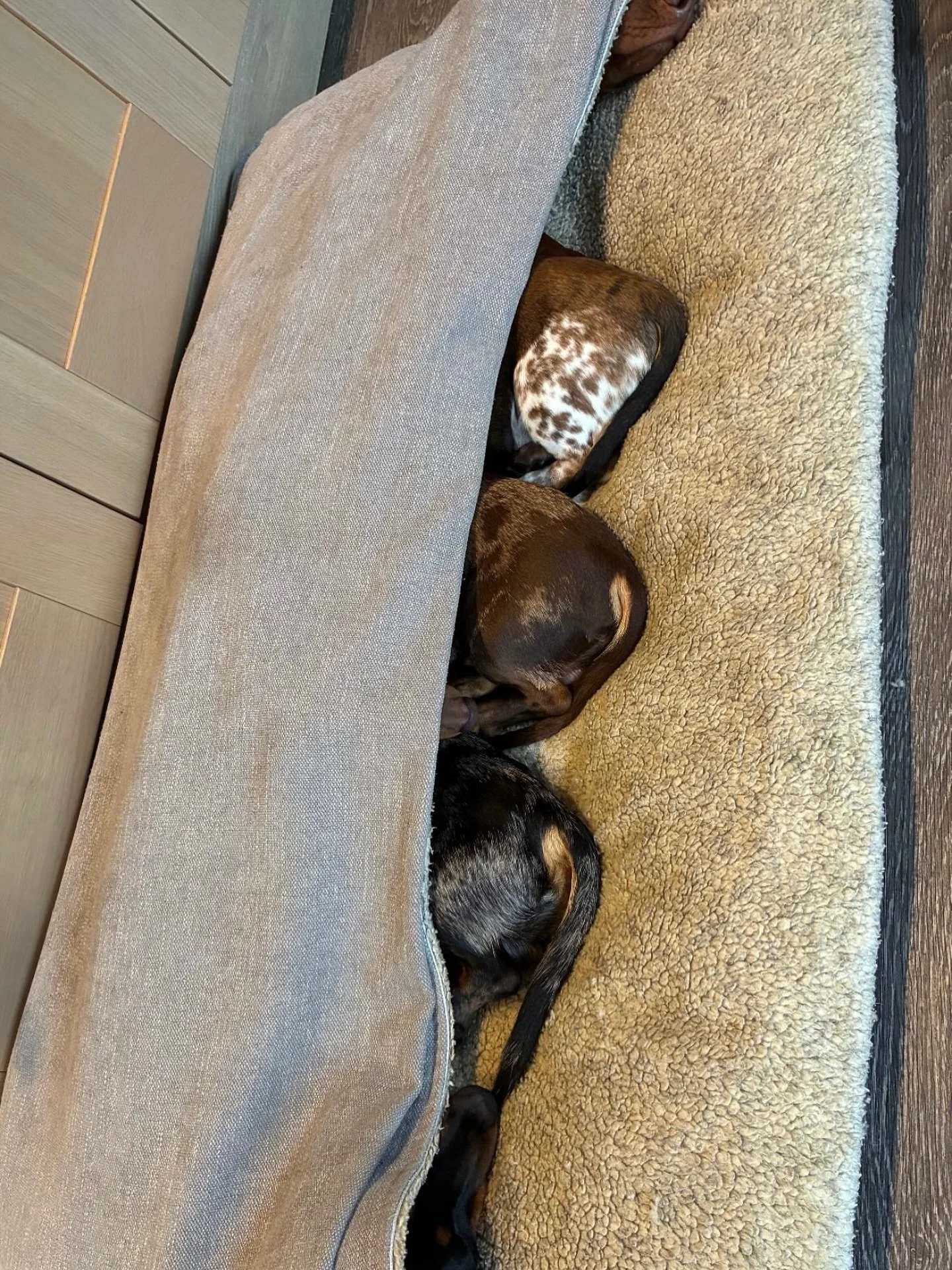 Warm snoots &amp; cold bums&hellip;
Taking top &amp; tail to the extremes 🐾
.
How many saussies are in this one?!?
📸 @thecumbriansausages No1 pit fans🥇
.
.
#thesausagepit #snugglebed #cavebed #dogbed #dachshund #dachshundpuppy #sausagedog #ilovemy