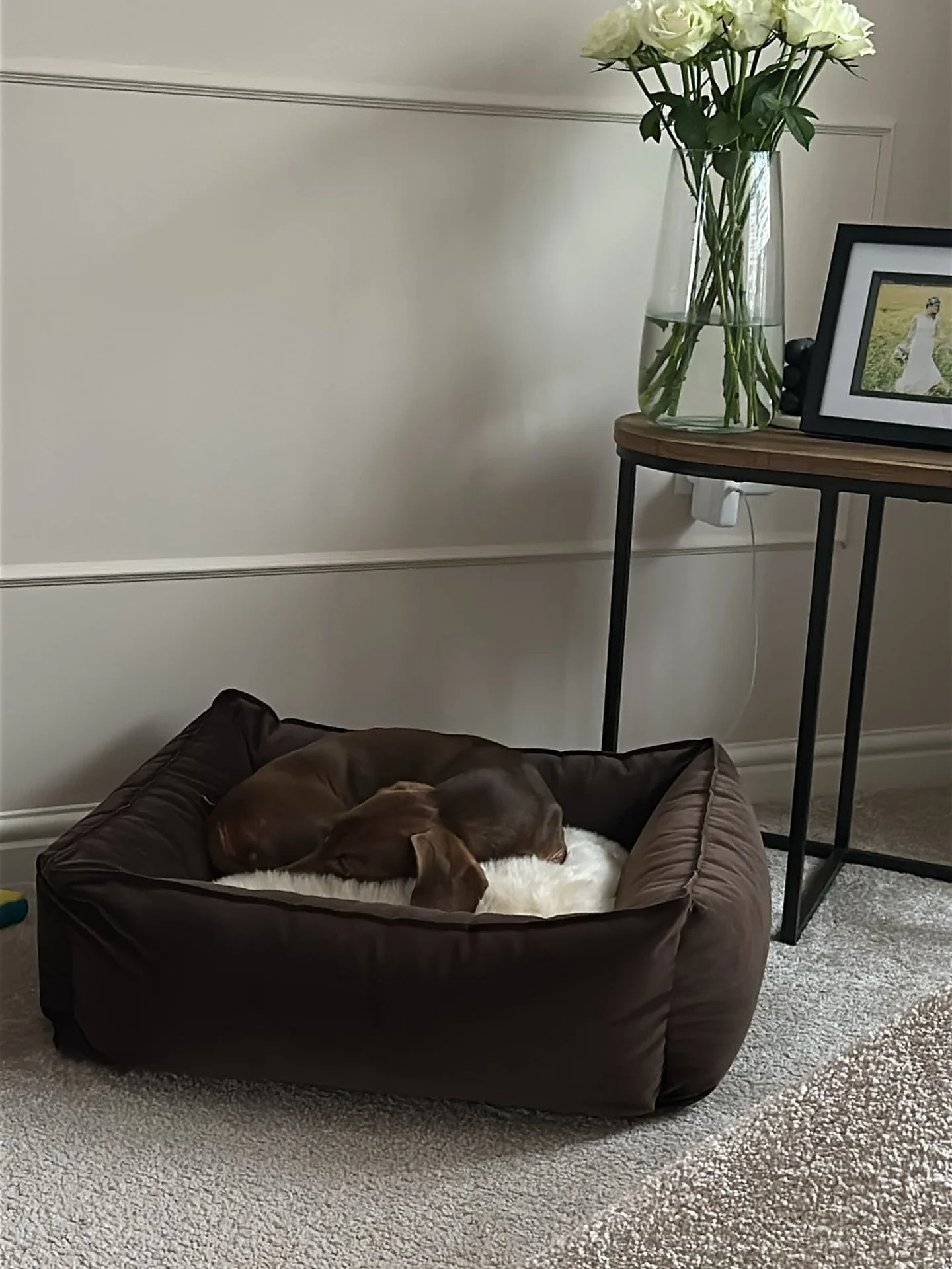 Just 3 days until we release Espresso onto the website 😱
.
Set those alarms, head on to the Winter Collection section on the website at 6pm &amp; be the first to shop the new Espresso Velour with a first dibs discount on the collection! 🔔
.
#thesau