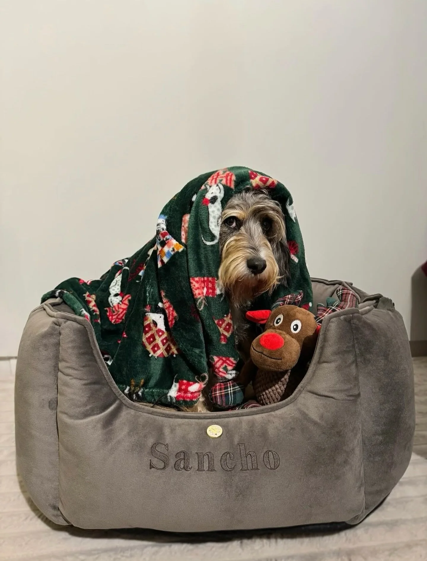 1ST December is just around the corner &amp; we have something up our sleeve that may just help you get into the festive spirit 🤭🎄
.
Announcement at 6pm Tonight 🙌🏼
.
#thesausagepit #christmas #dachshund #sausagedog #ilovemydog #dog