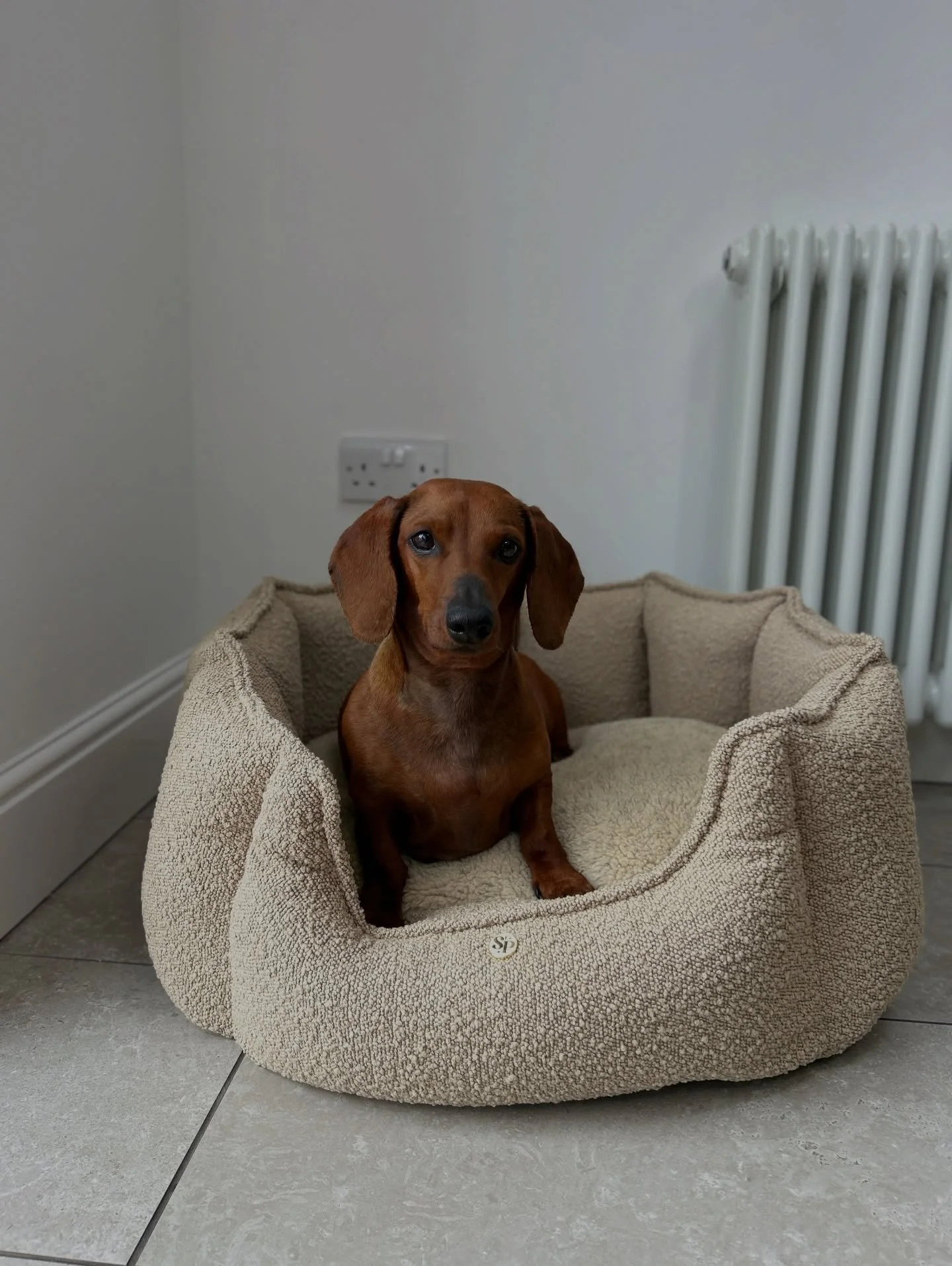 Sizzle is 7 🎉
Why does time have to go so fast?! 🥲
.
#happybirthday #thesausagepit #dogbed #dachshund #sausagedog
