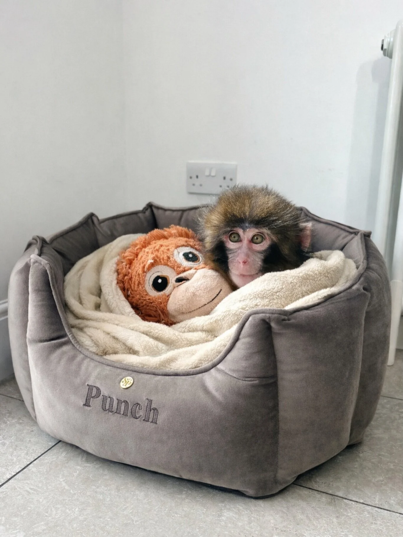 Aww don&rsquo;t worry, Punch! You can stay with us any time 🥹🥹🥹
.
.
#punch #punchthemonkey #thesausagepit #dachshund #luxurydogbed