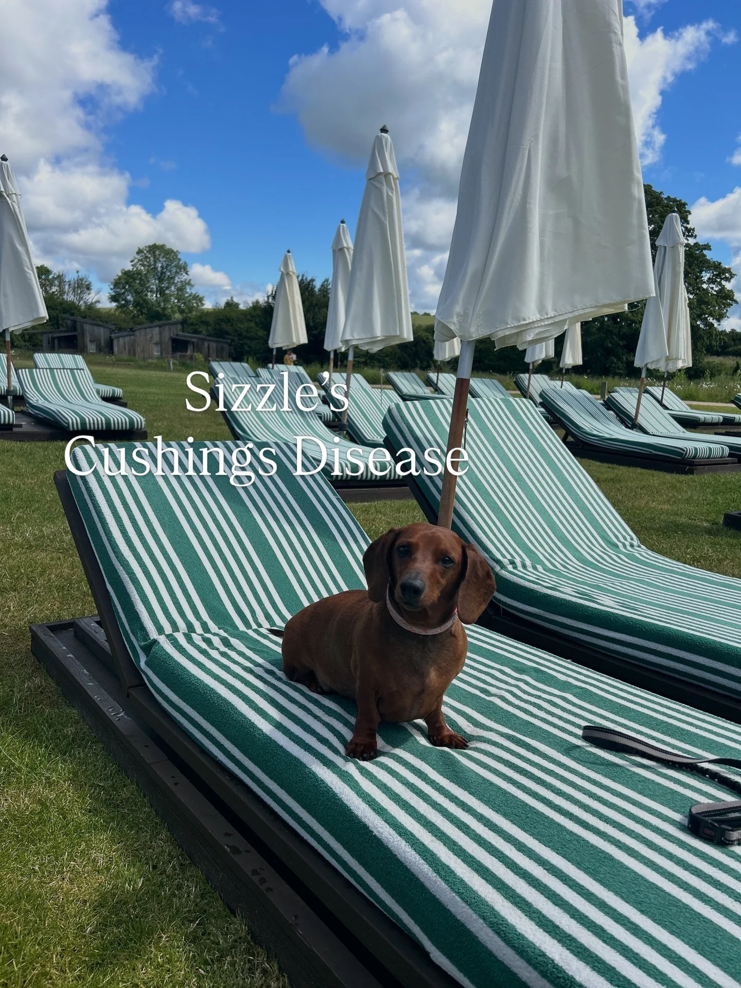 Cushing&rsquo;s Disease is a battle i hope none of you have to go through.
.
It&rsquo;s not massively common at the moment, but i think as our Daxie population gets older it&rsquo;s definitely something we need to be more aware of.
.
We cant really s