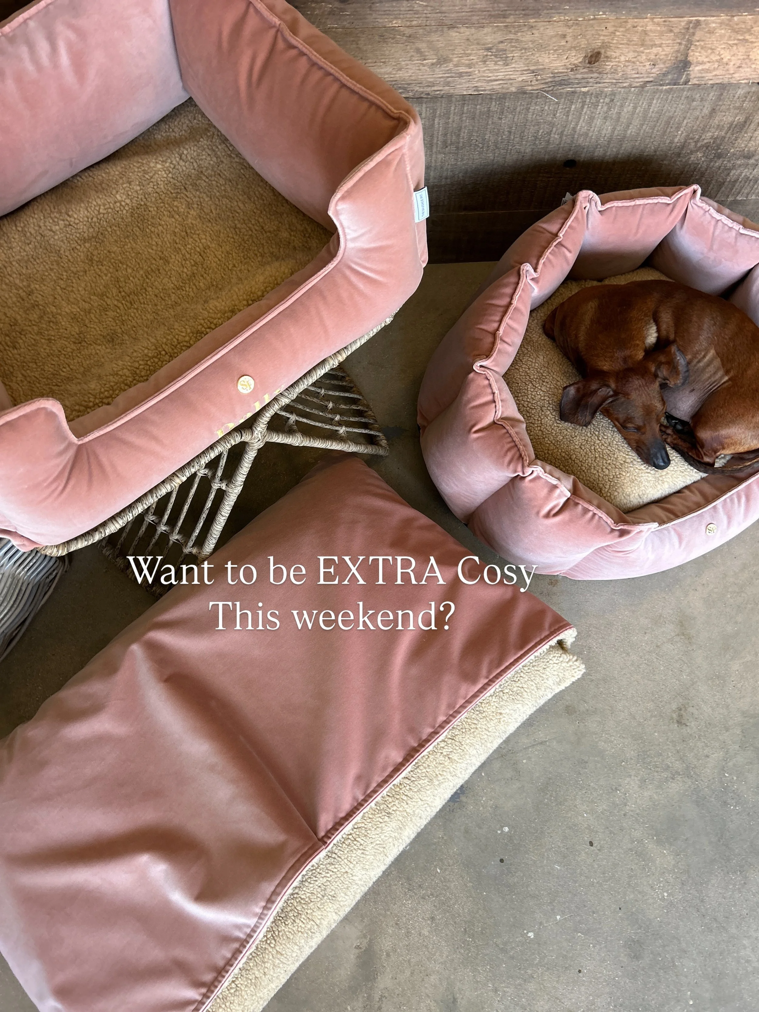 FREEBIES! ✨

Extra Cosy this weekend, we&rsquo;re throwing in a FREE small Blanket in Cashmere Cream with every Burford, Cubby &amp; Box Bed! 

Any size &amp; Any Fabric!

#thesausagepit #dogbed #luxurydogbed #dachshund #sausagedog