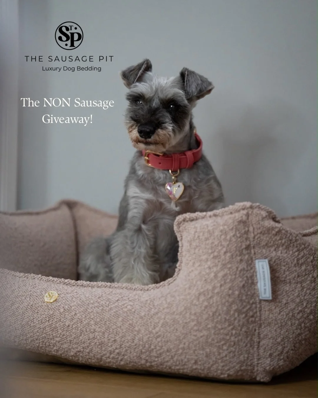 GIVEAWAY ✨

Often, people read our name &amp; think we are just for Sausages OR see Sausage &amp; automatically think our products are too small for other breeds. 

NOT TRUE 🙌🏼

This is a Giveaway for EVERY BREED, except Sausages this time (Sorry G