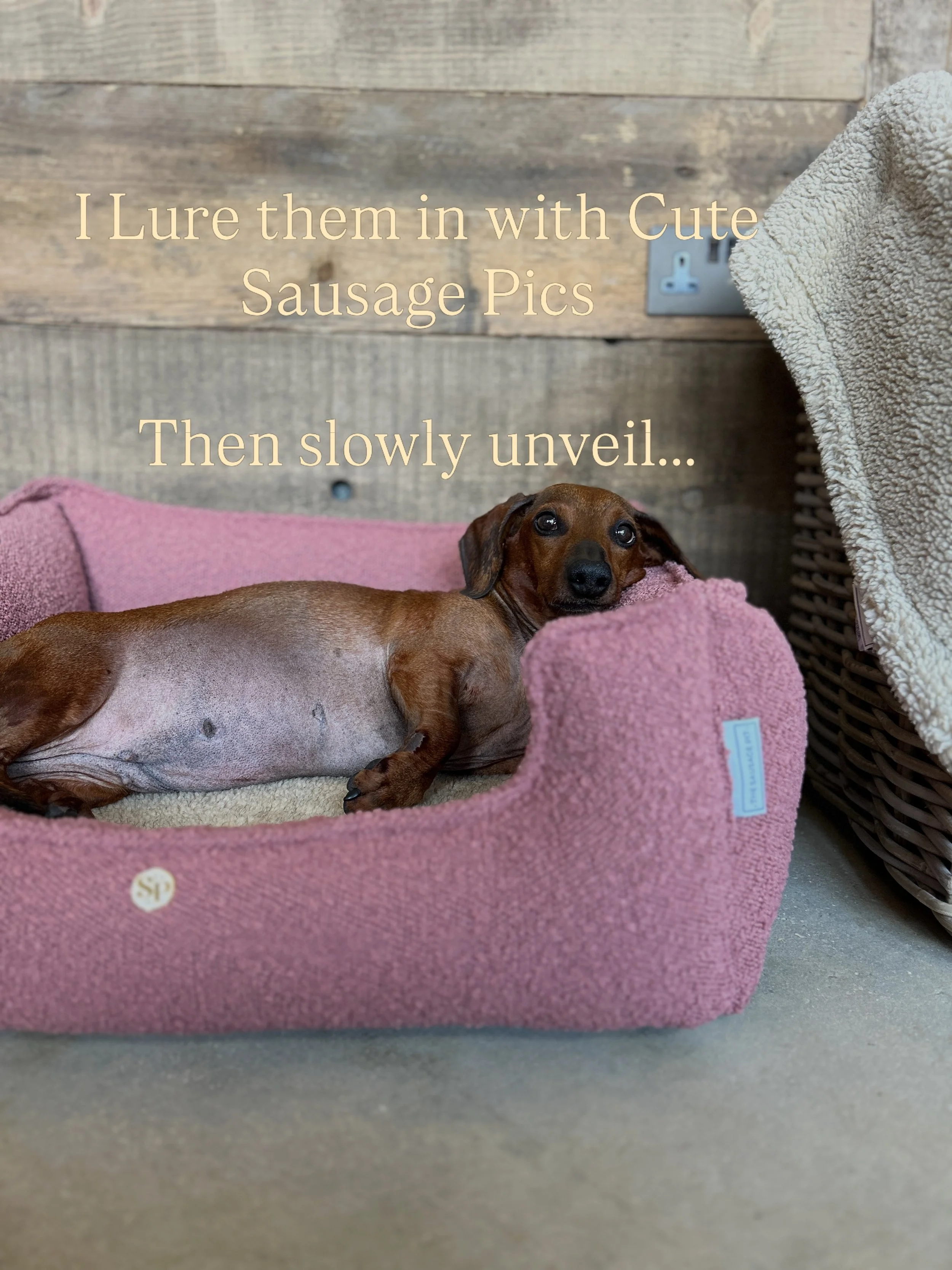 Caught YOU Looking, Didn&rsquo;t I? 🎣🎣

Now you&rsquo;re HOOKED..

My website is | www.TheSausagePit.co.uk

#dachshund #dogbed #luxurydogbed #snugglebed #crateset | Cotswolds 📍| Dog Life Style | UK Manufacturing |