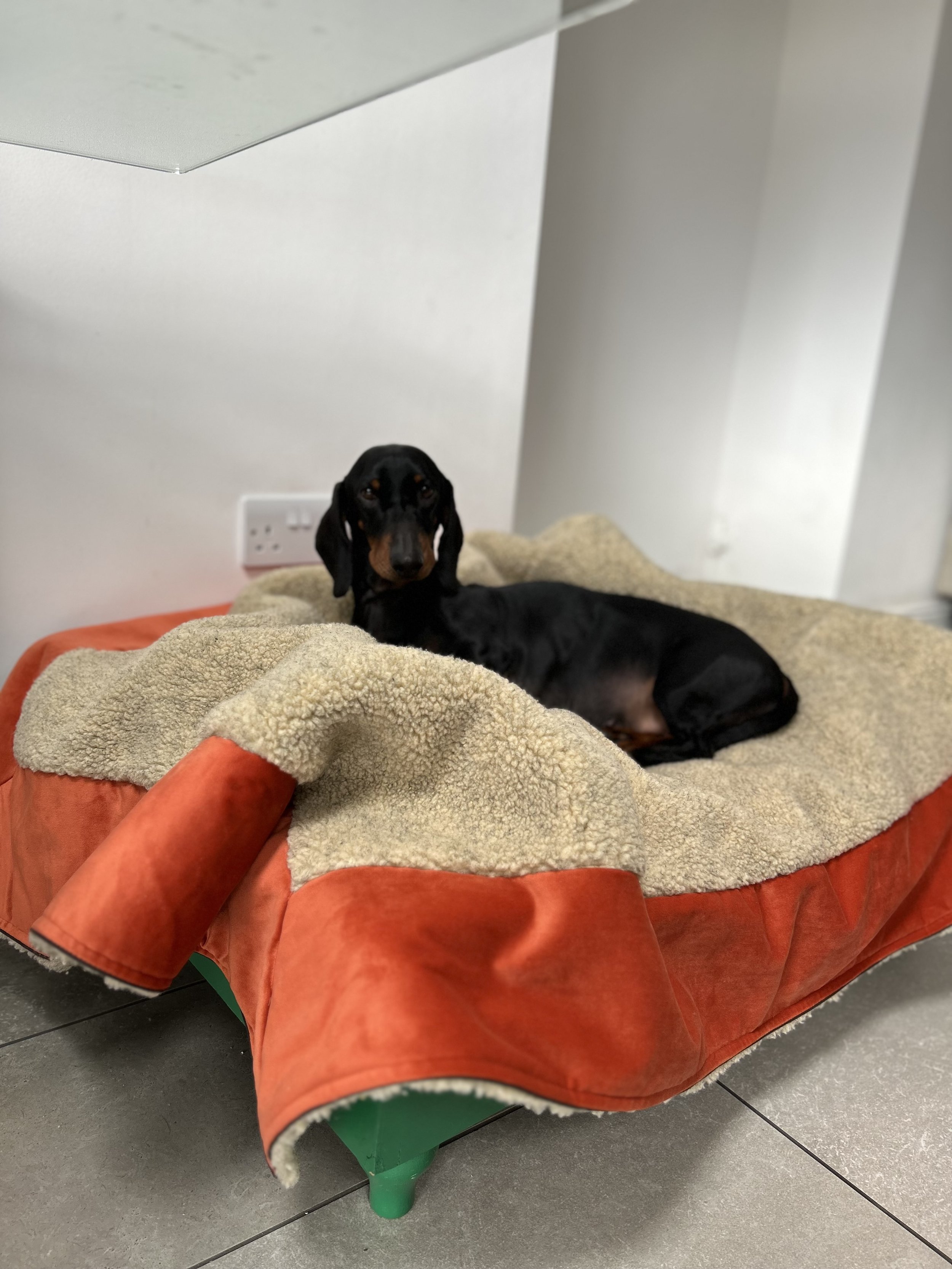 Far more shade dog beds top