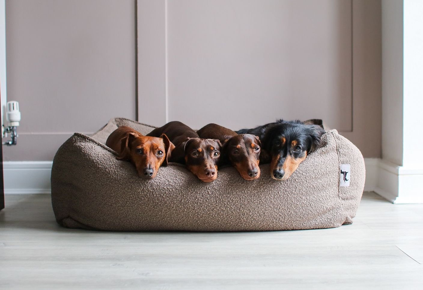 Dachshund beds hotsell