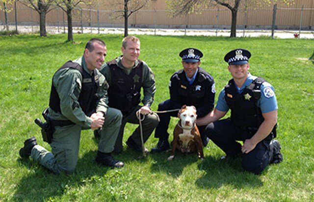Police & Dog Encounters — Safe Humane Chicago
