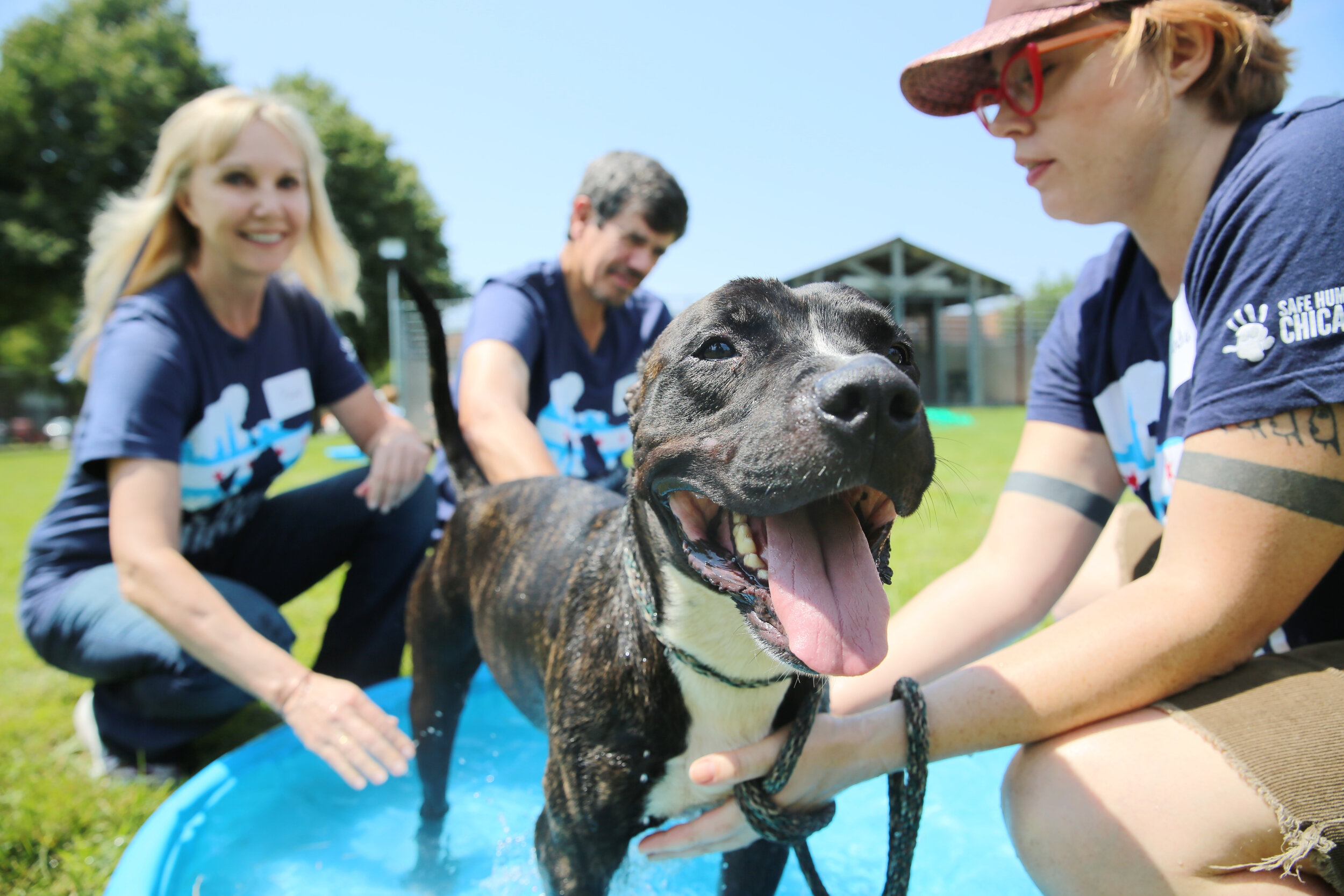 Our Mission Safe Humane Chicago our-mission-safe-humane-chicago