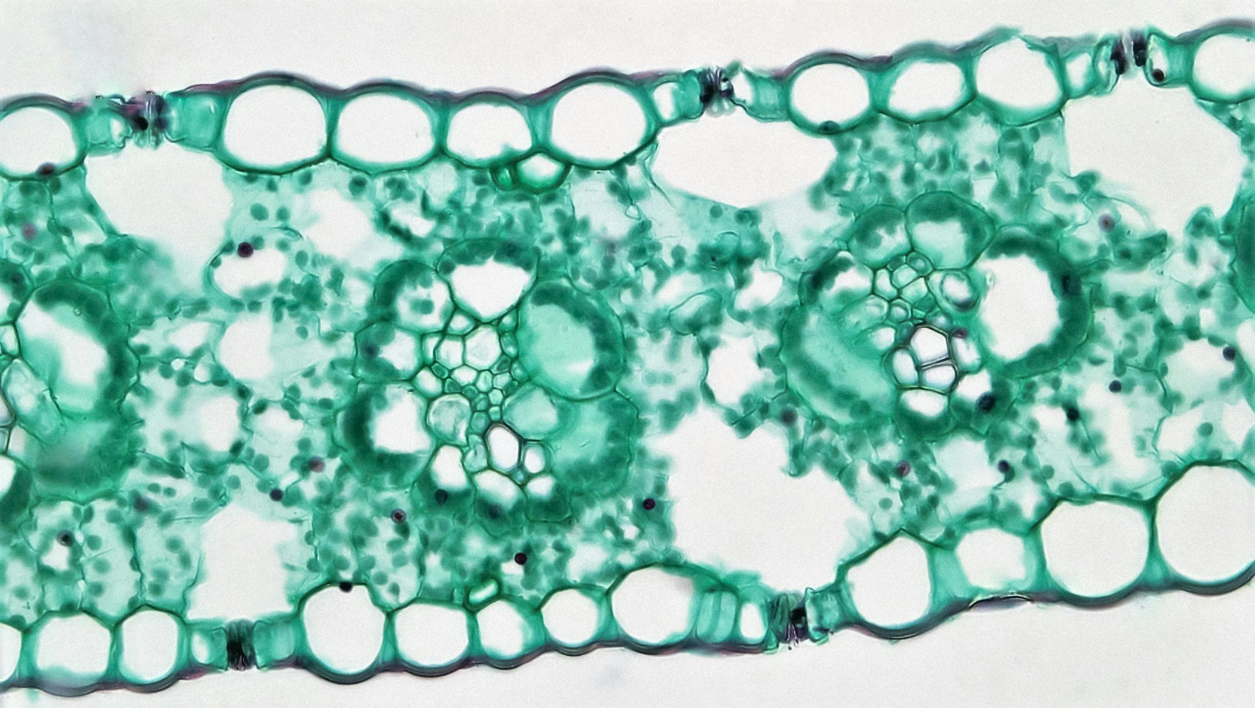 regenerative exosomes prp pdrn and peptide therapy
