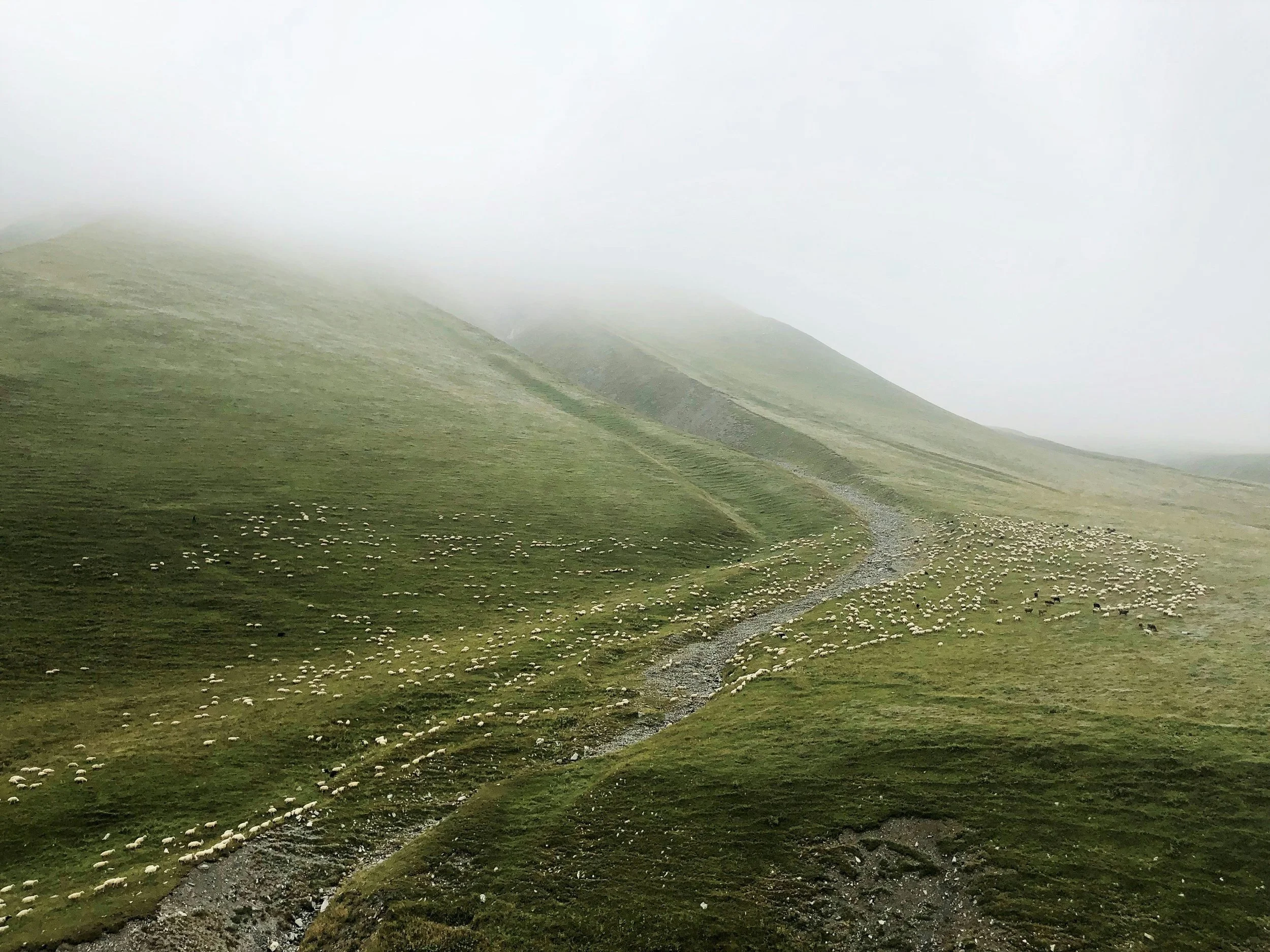 Leading From Our Wounds