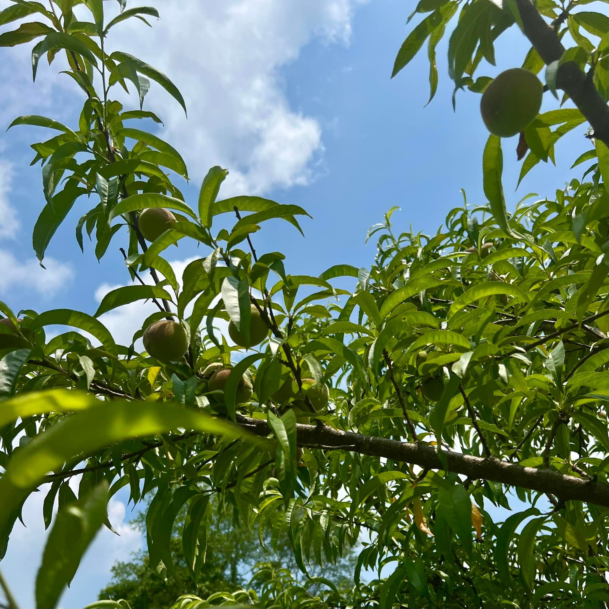 We discovered we have a peach tree on the property. 😊 #trees #homesteadlife #springtime #peaches #fruittrees #Georgia #blueridgemountains #FruitBearingTrees #5acres