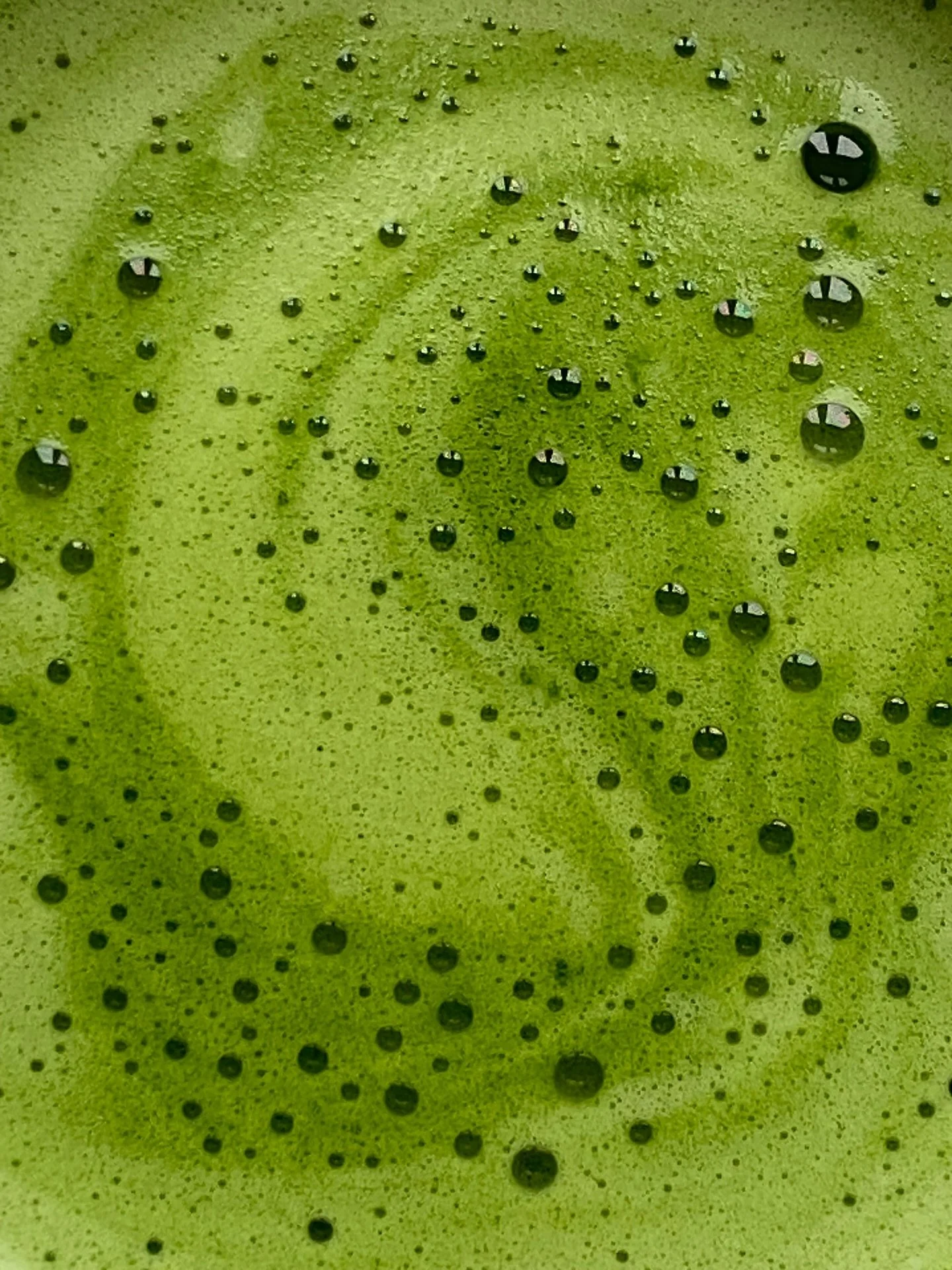 &ldquo;The History of Matcha&rdquo;
 
Long before matcha was the trendy, Instagrammable drink it is today, it was the center of a rich tradition for Buddhist monks and Samurai warriors. The origins of matcha can be traced all the way back to the Tang