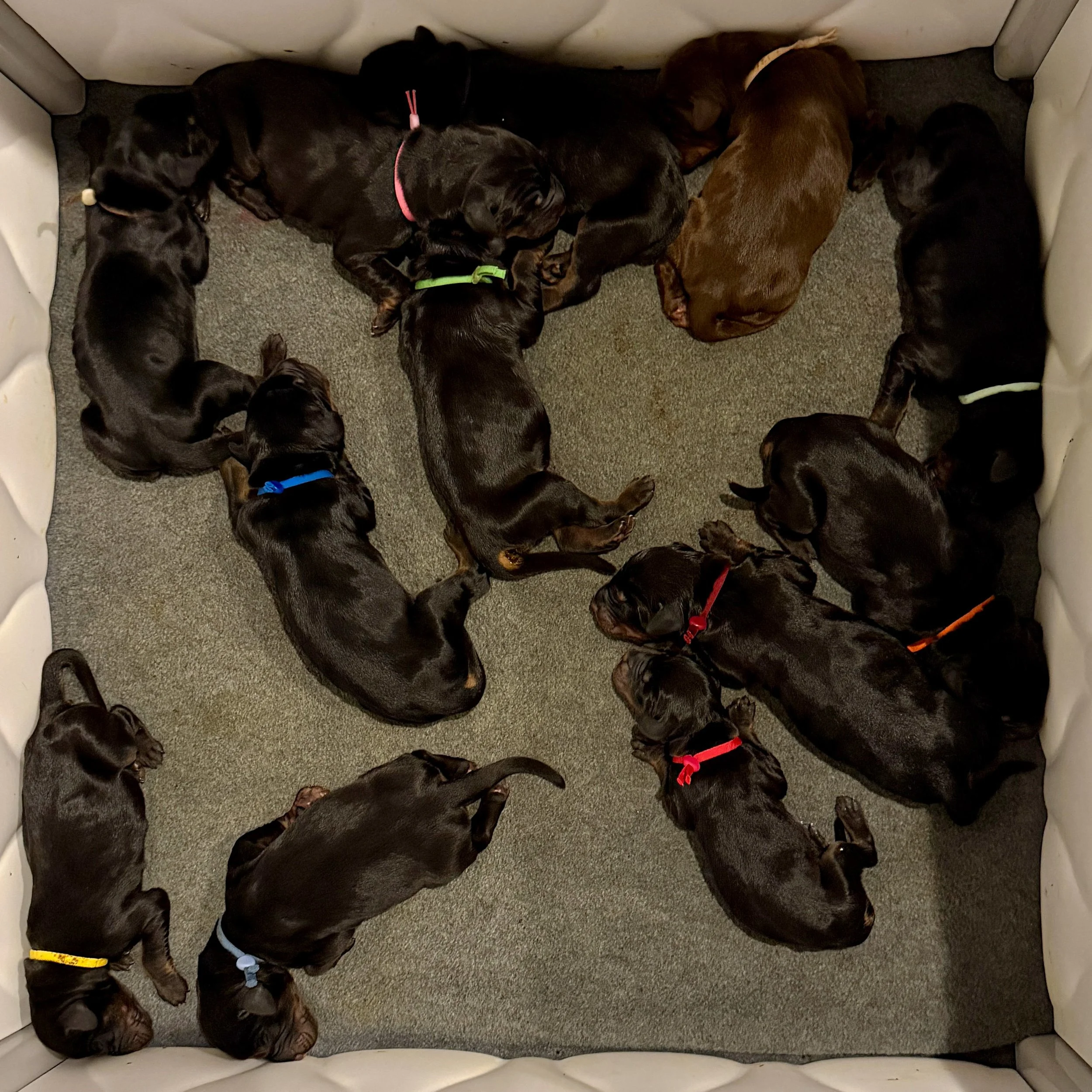 All 12 Puppies.jpg