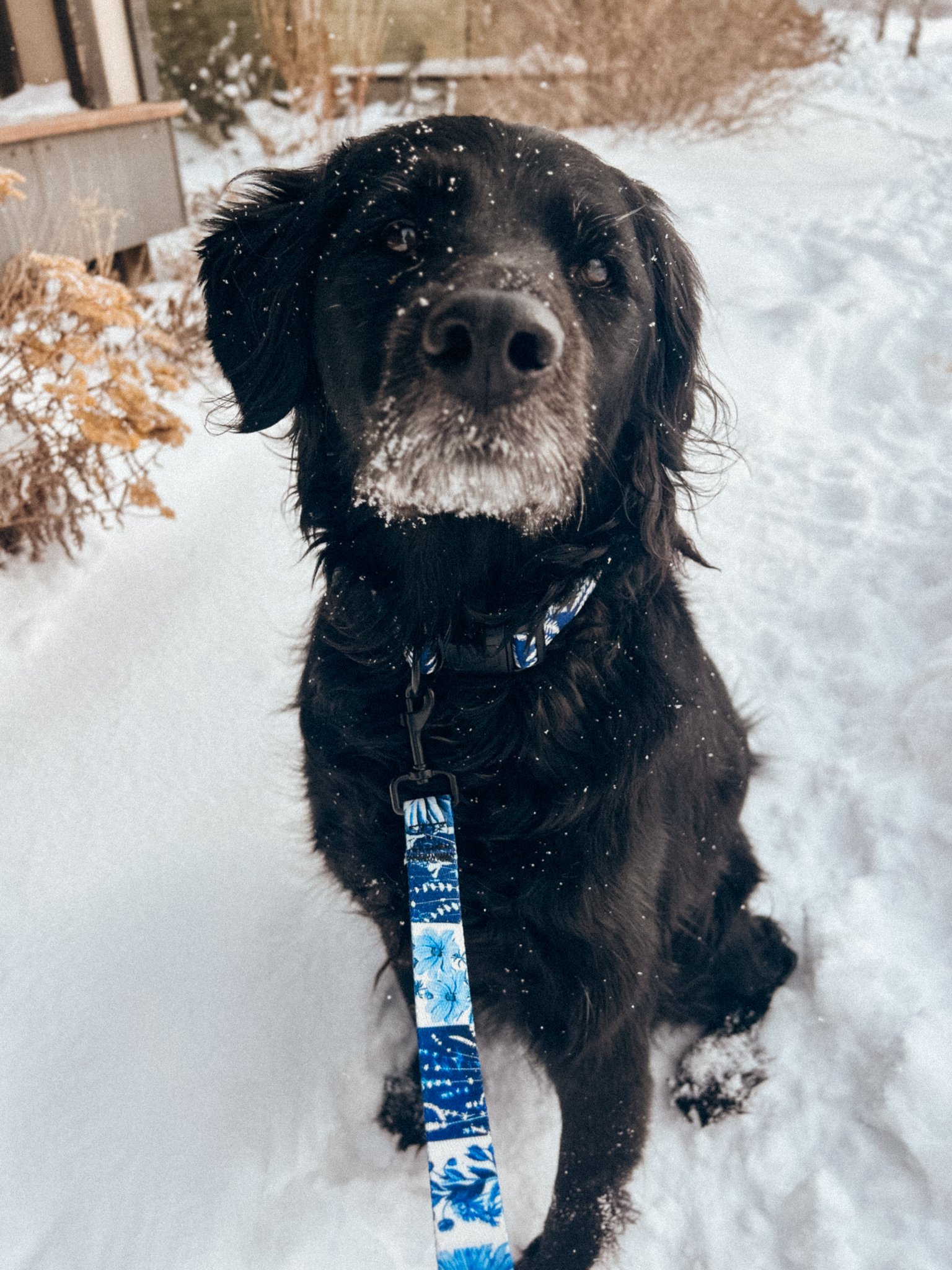 nashCollarLeash-1.jpg