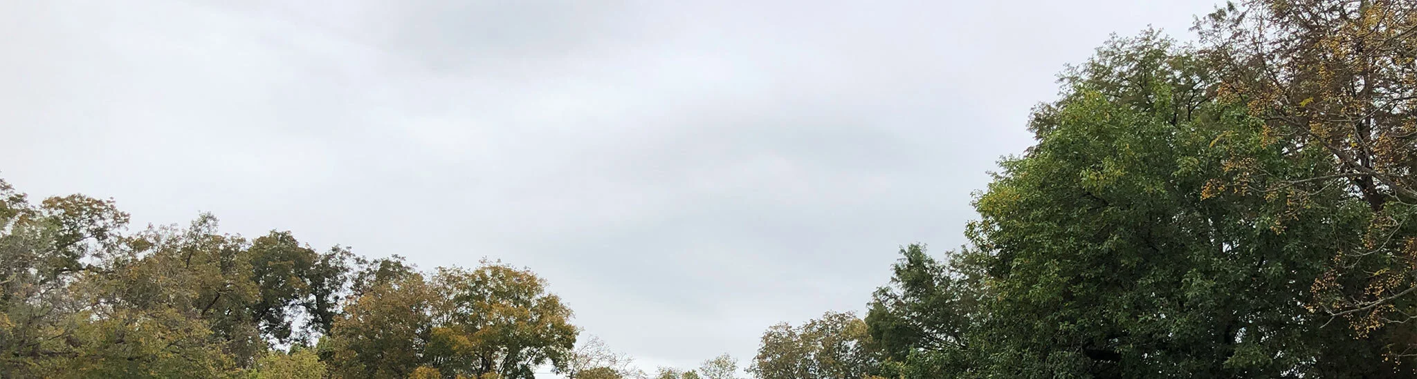 Treeline.jpg