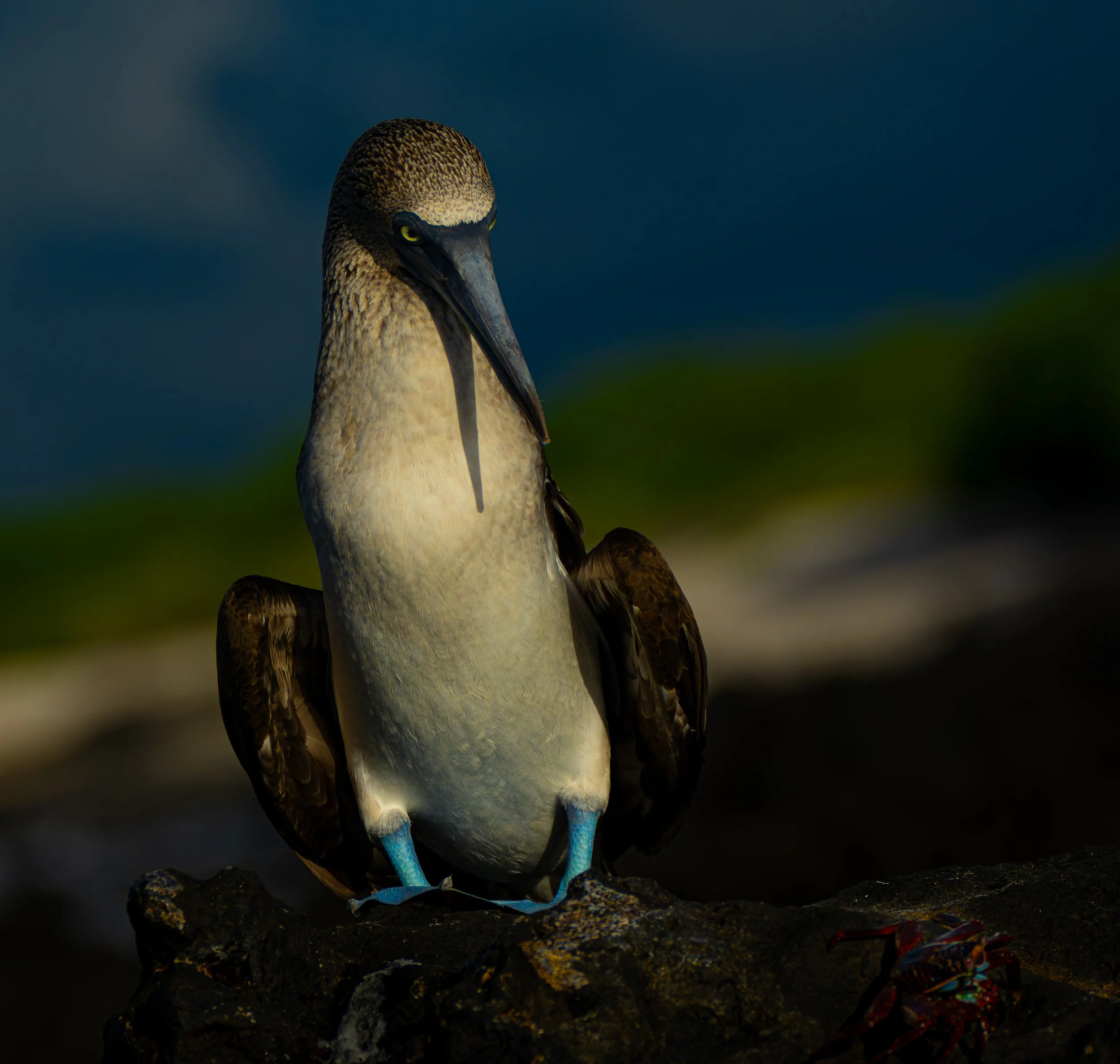 DS208461-Enhanced-NR (1).jpg