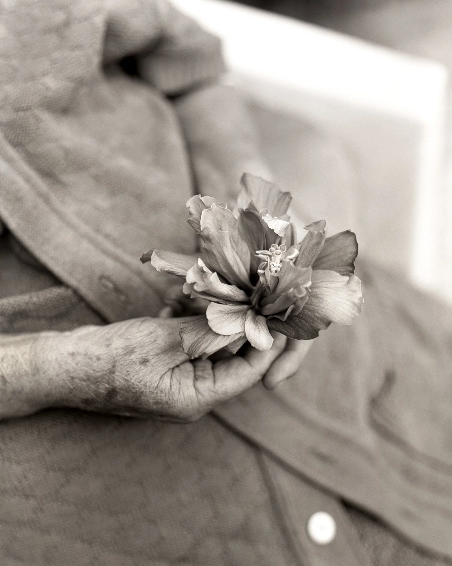 A black and white photo of an elderly hand gently holding a flower.