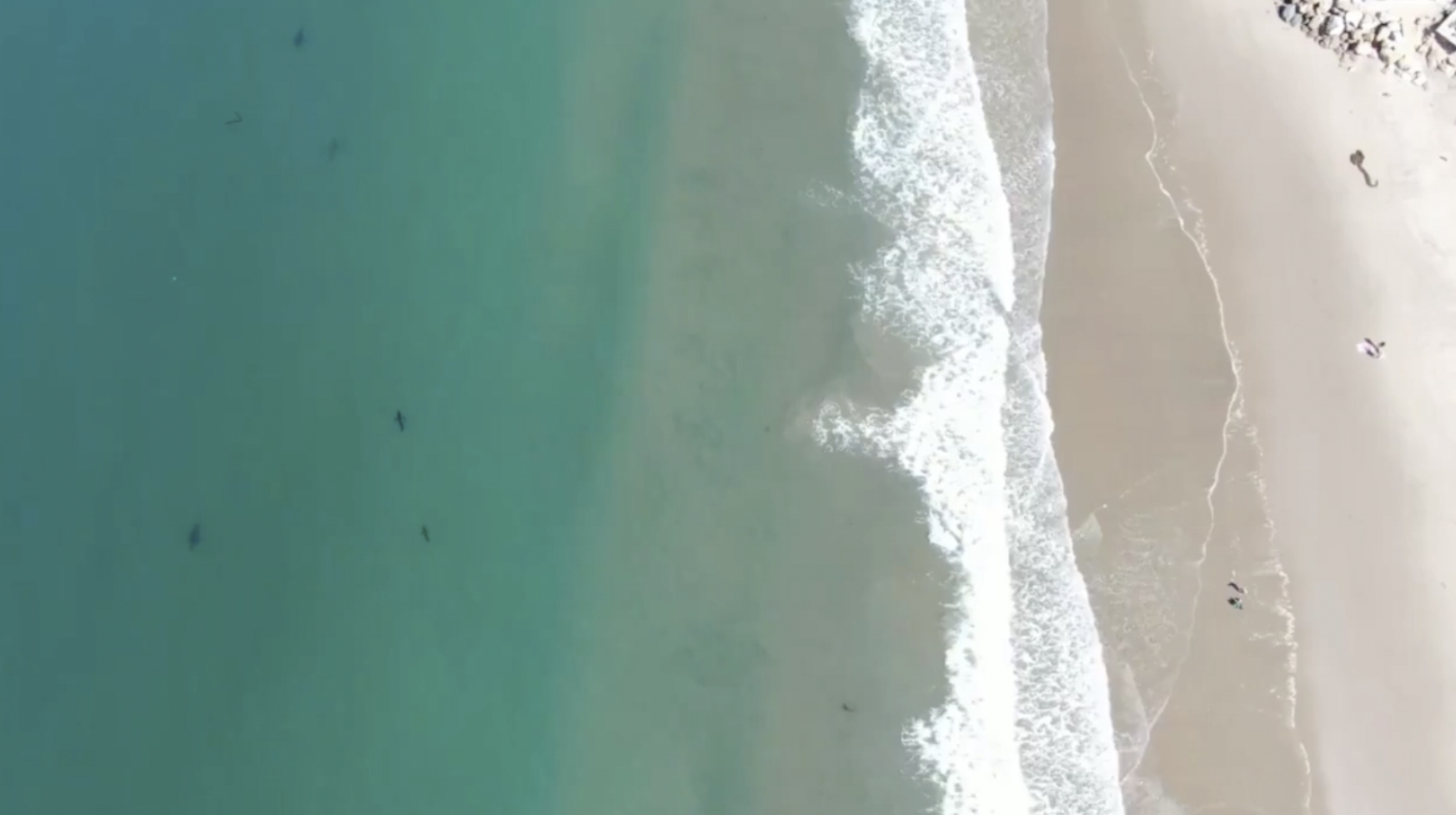 Sharks in Santa Barbara