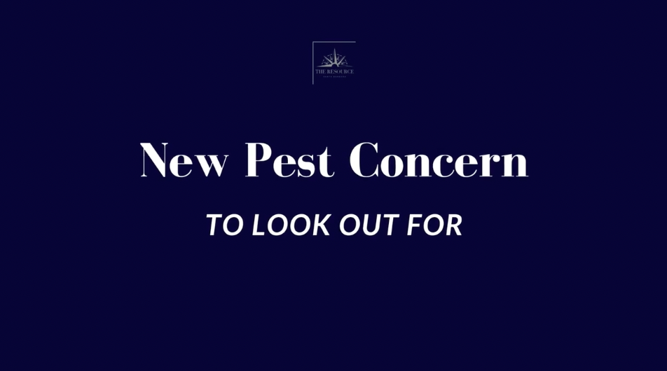 Pandilla de Roedores 