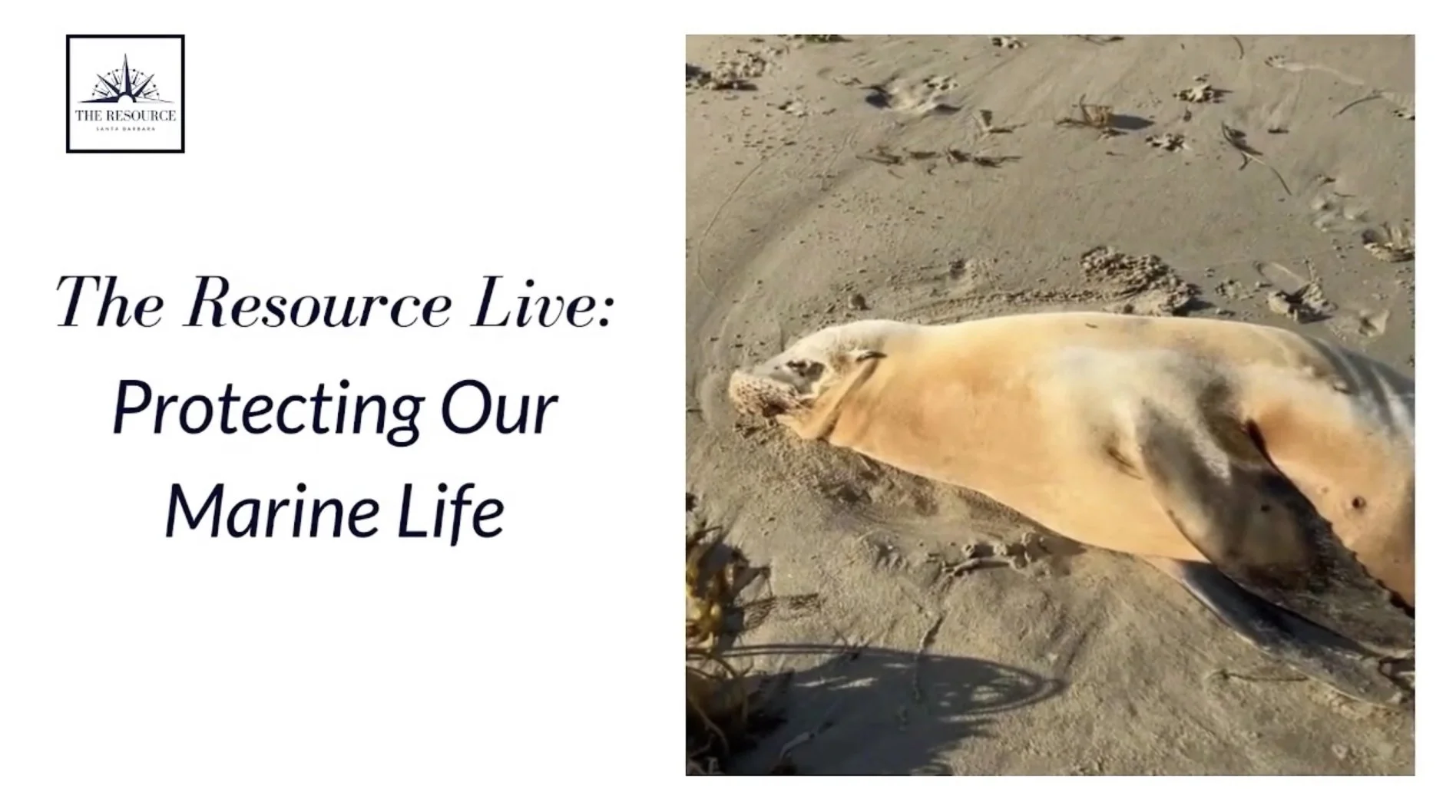 Our Sick Sea Lions are Getting Better