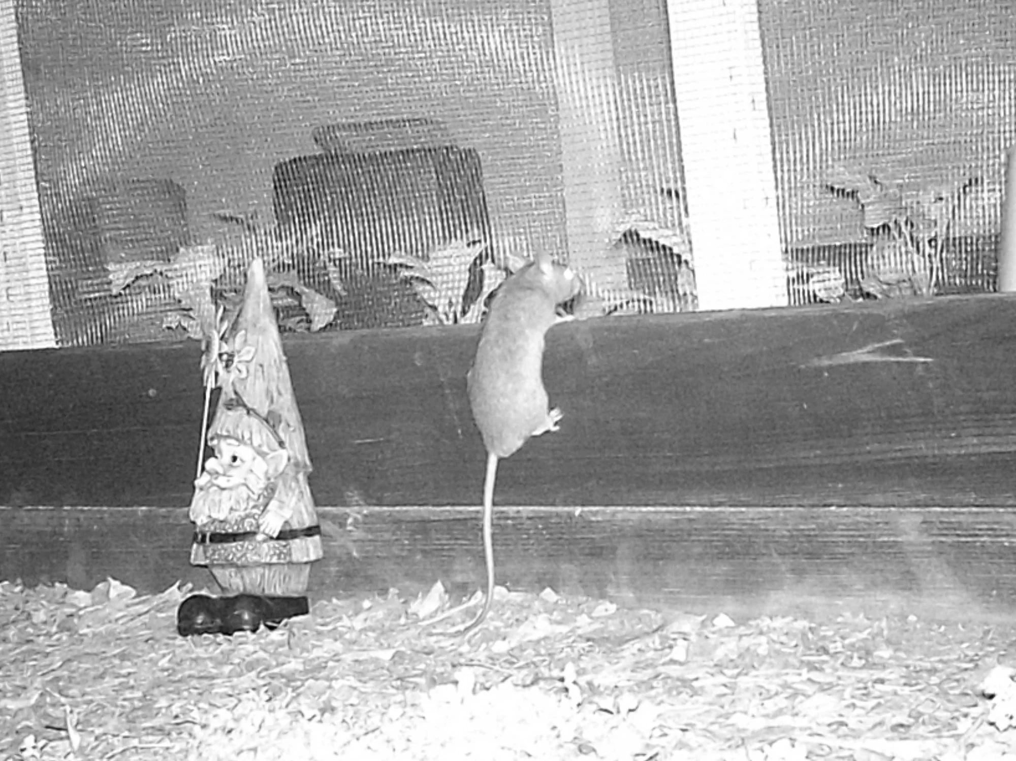 Rodents Hiding from the Cold: Tips to Prevent Rodent Car Invasion