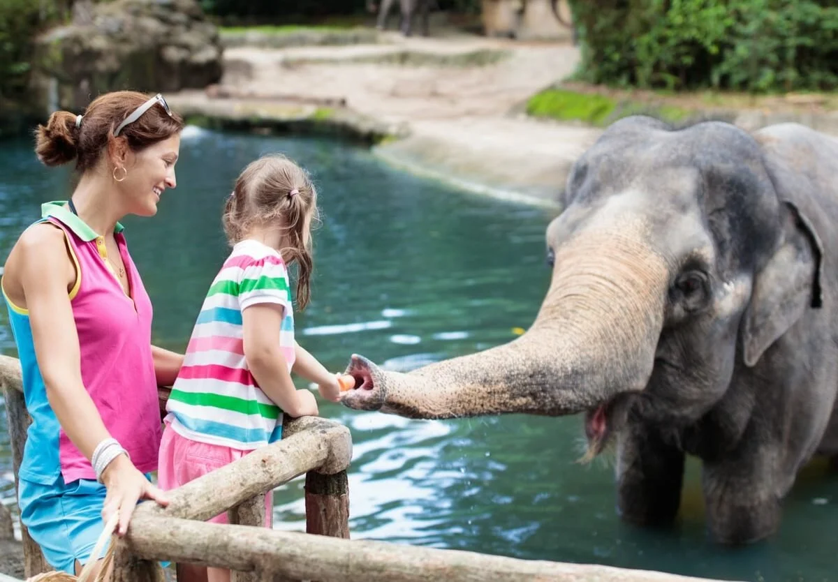 Zoo Day Language