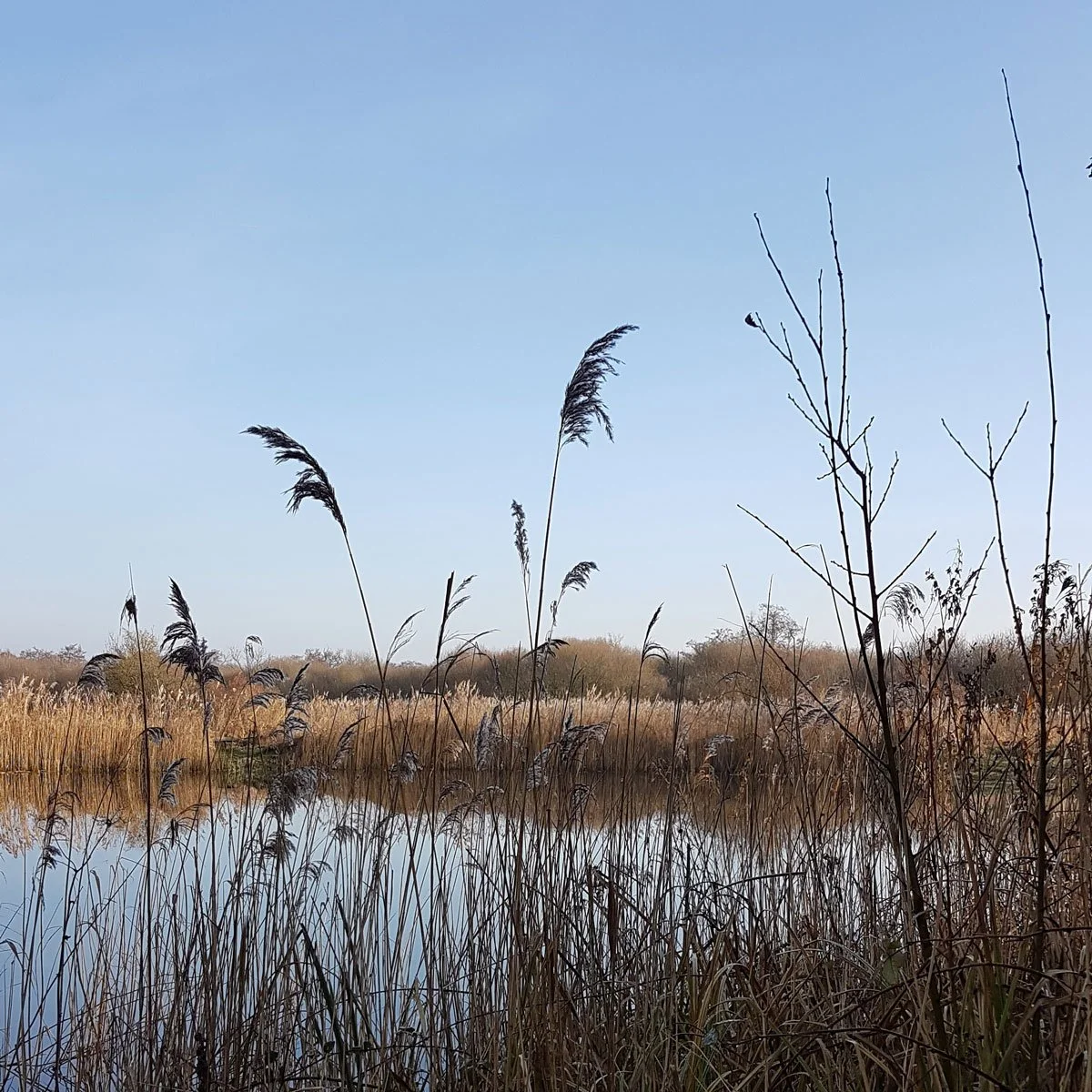 Wheatfen Nature Reserve