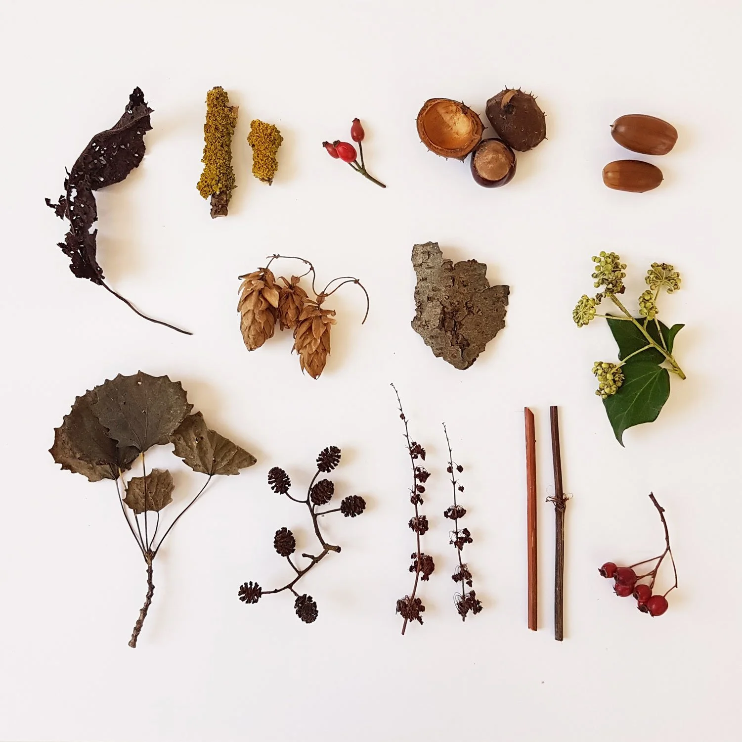Autumn finds