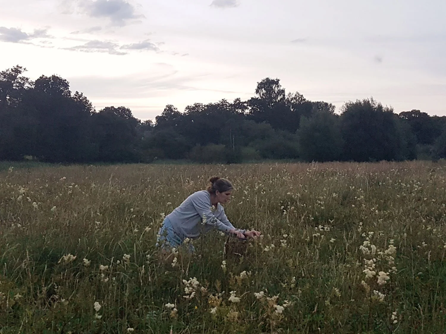 Gathering meadowsweet for natural dye
