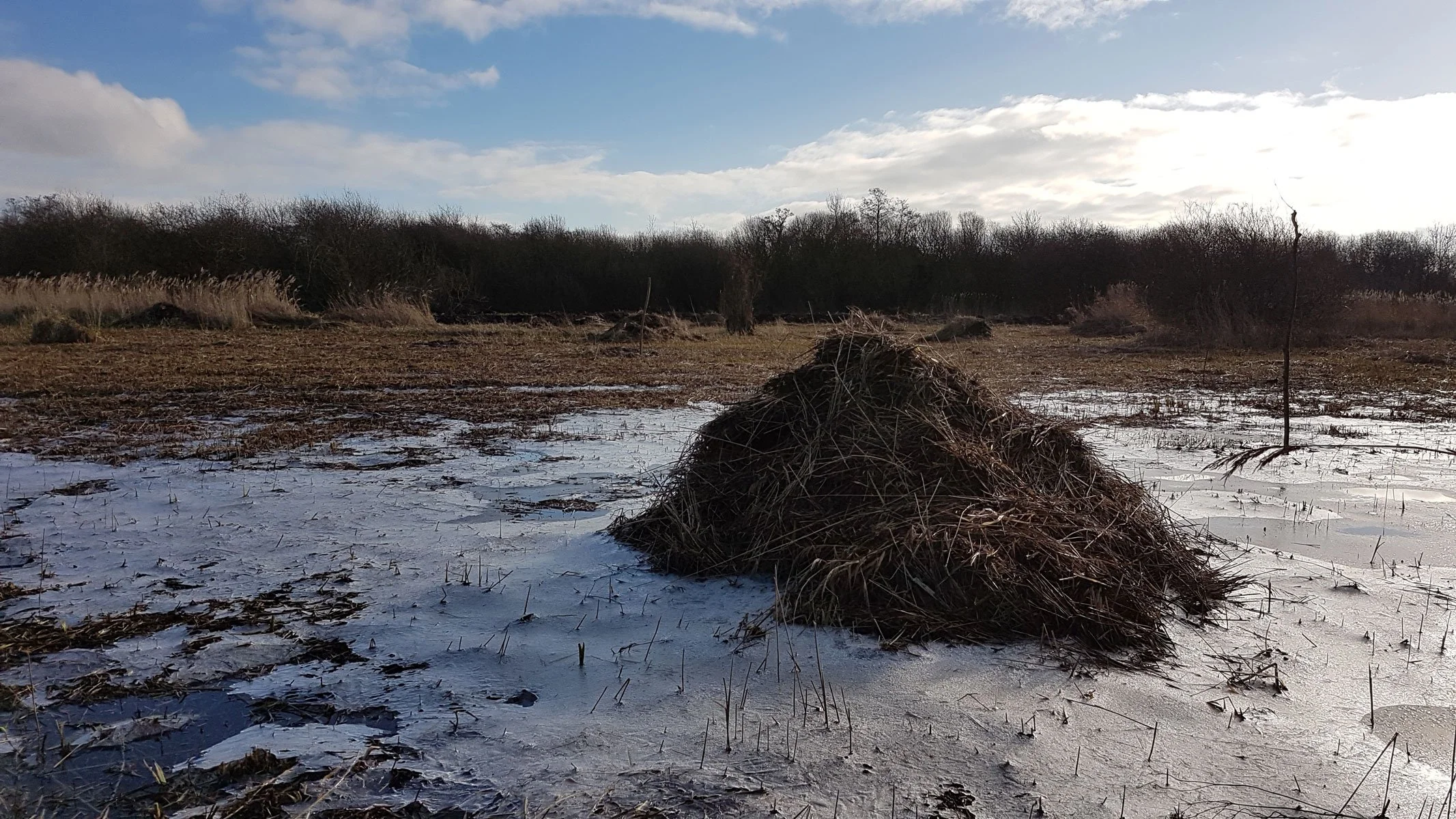 Wheatfen Nature Reserve
