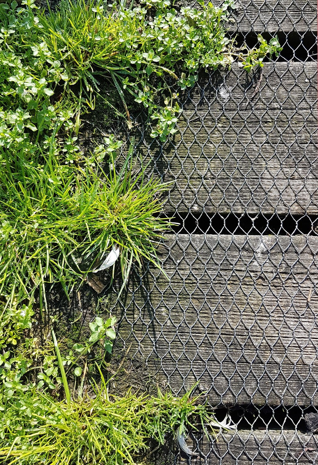 Paths and textures at Wheatfen