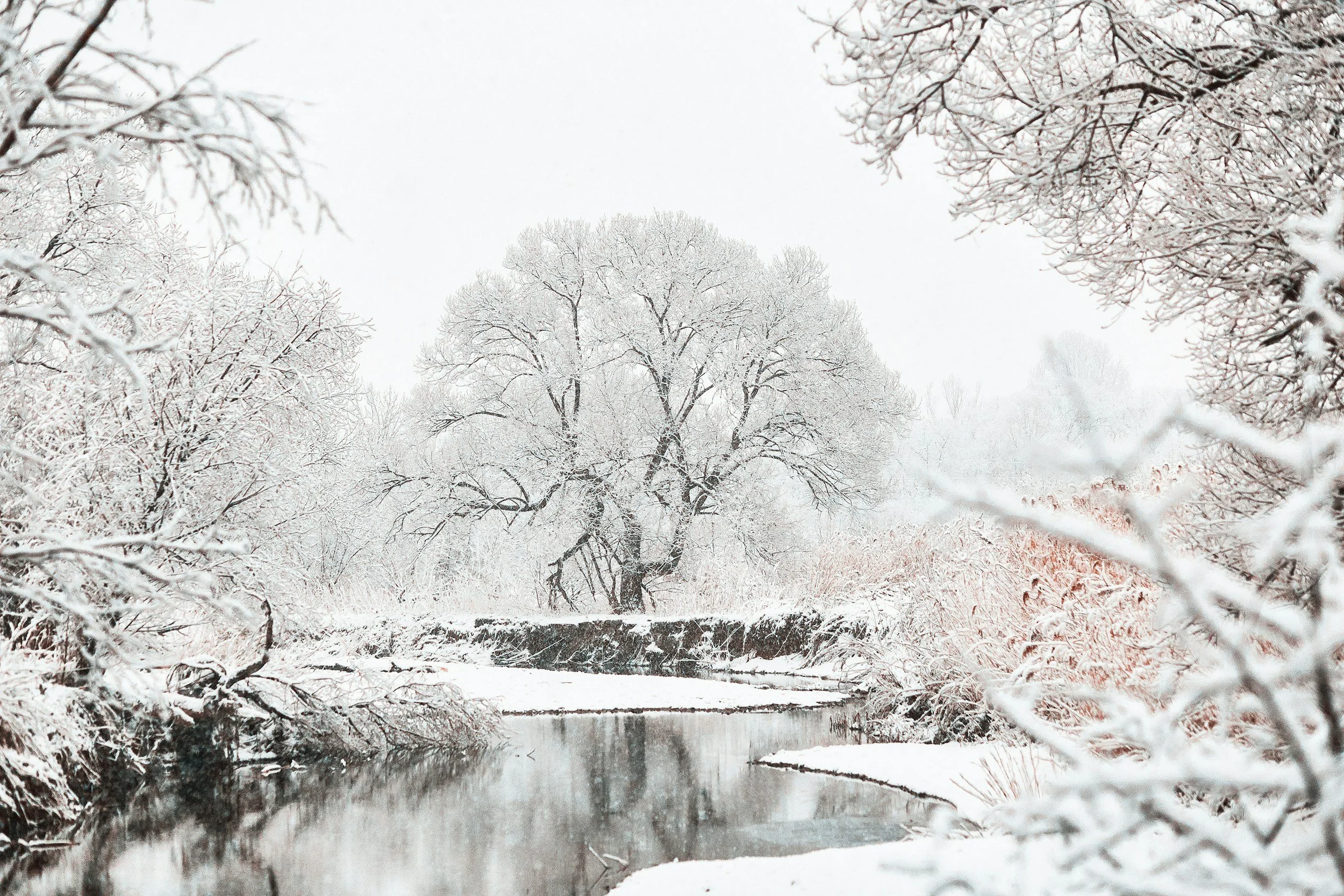 Snow-covered trees and bushes beside a river, with a large tree in the background, all blanketed in snow during winter.