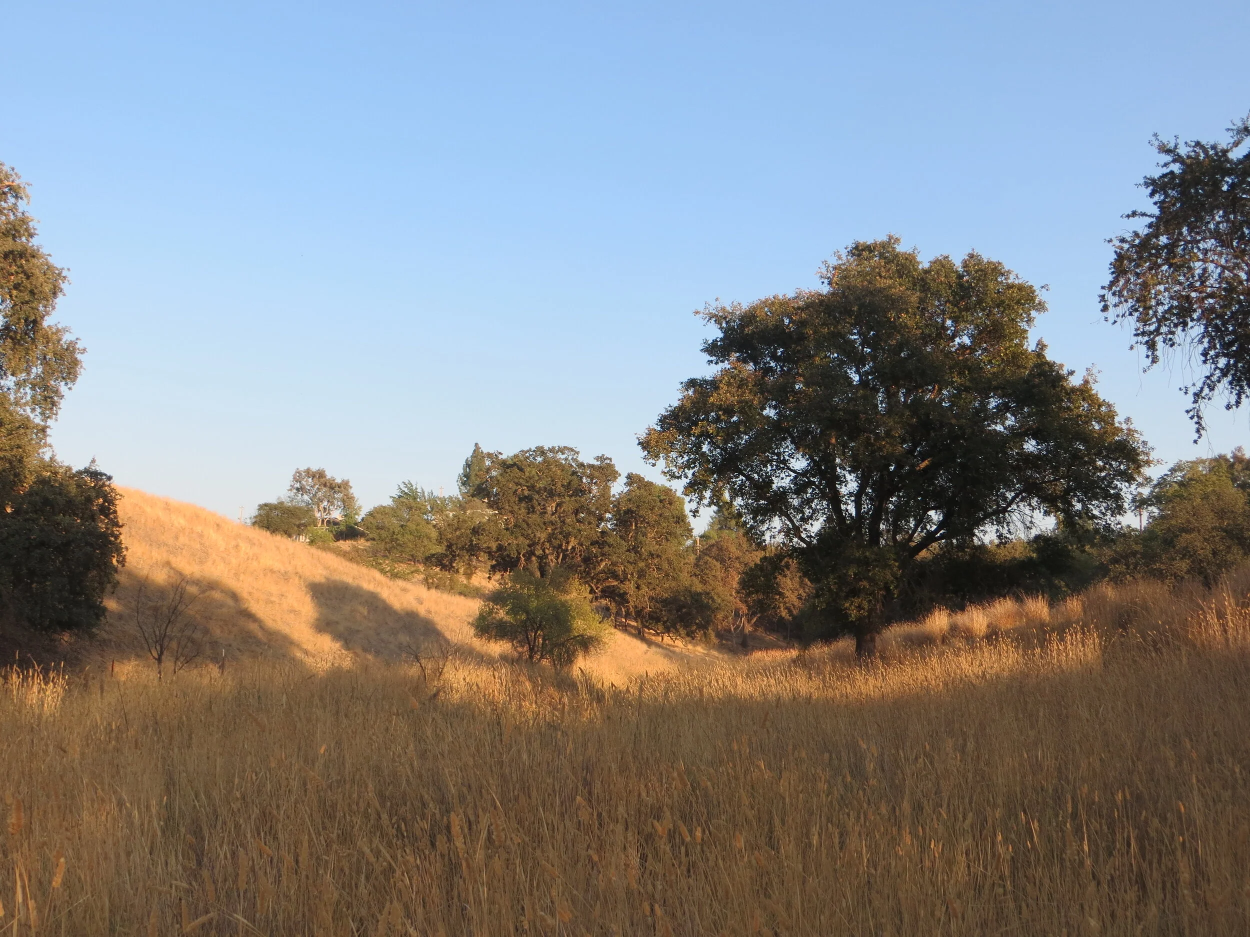 GONE FOREVER. You can't get it back.  SE, along Walnut Creek Channel.  2024