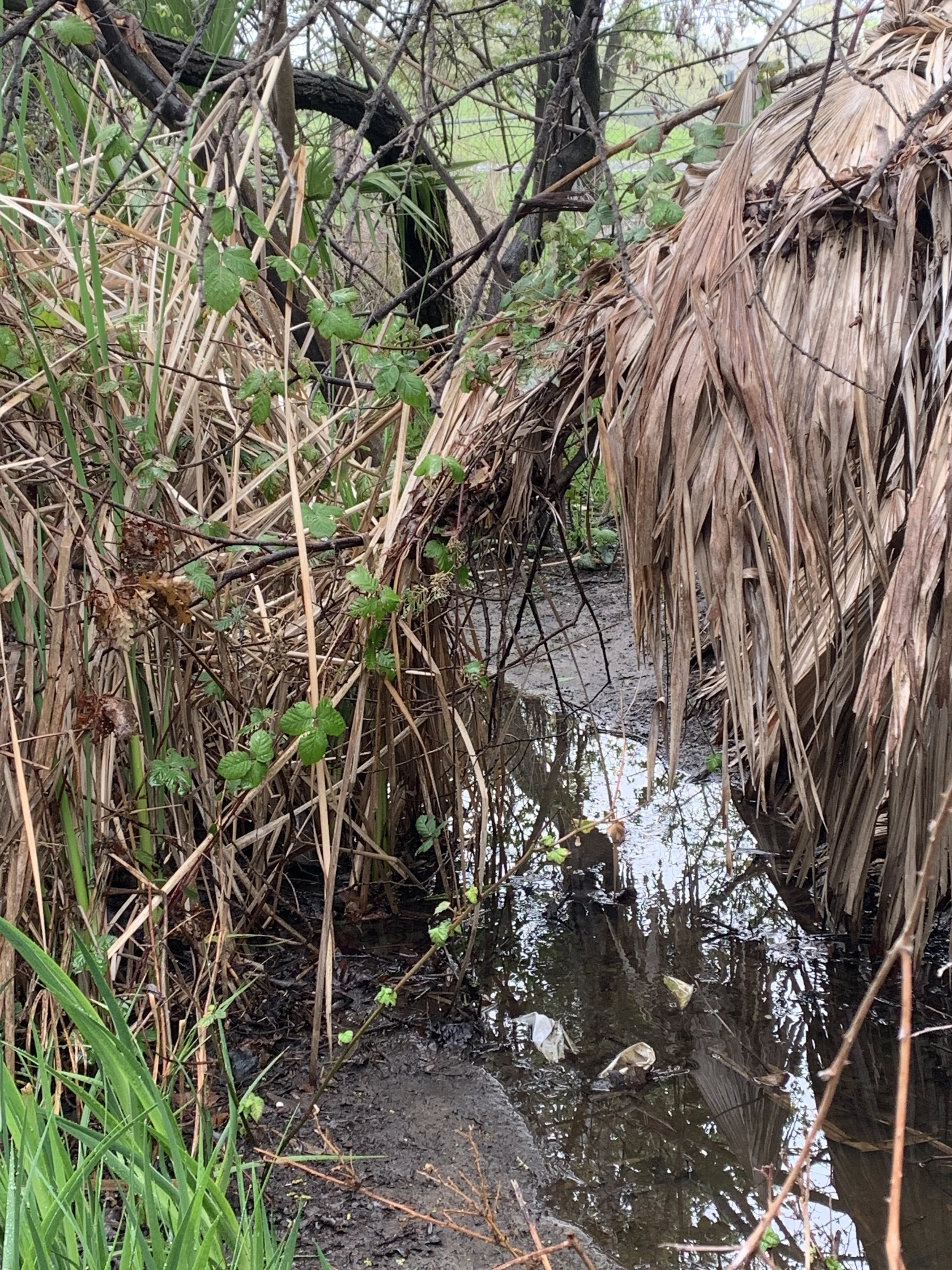 Wetland Photos Kinross (2).JPG