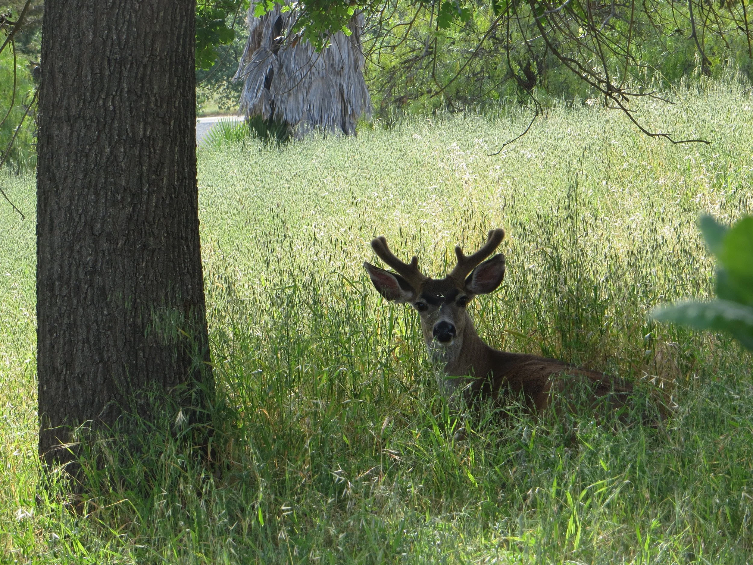 CLICK pic for video. What once was, is no more... 