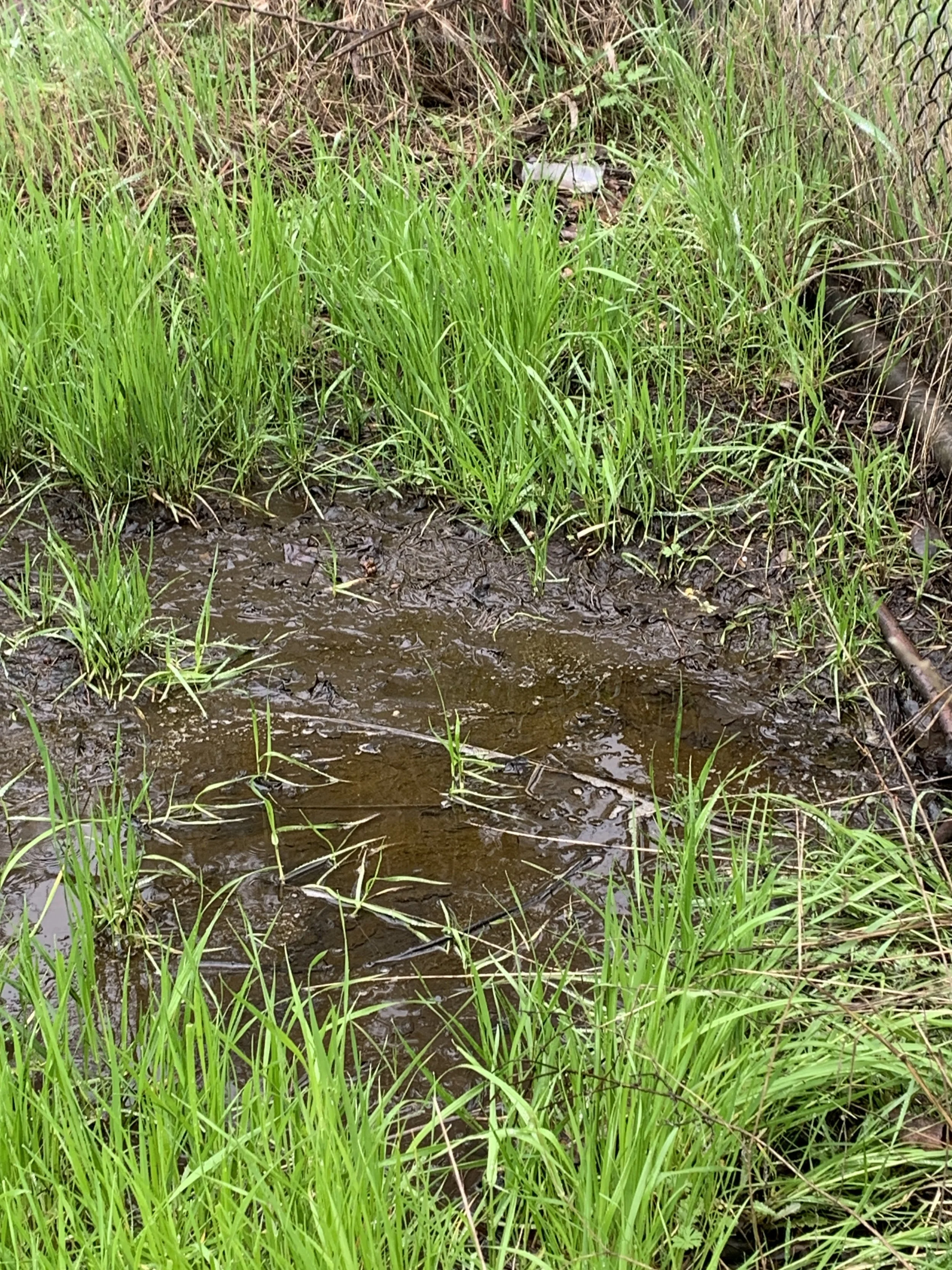 Wetland Photos Kinross (13).JPG