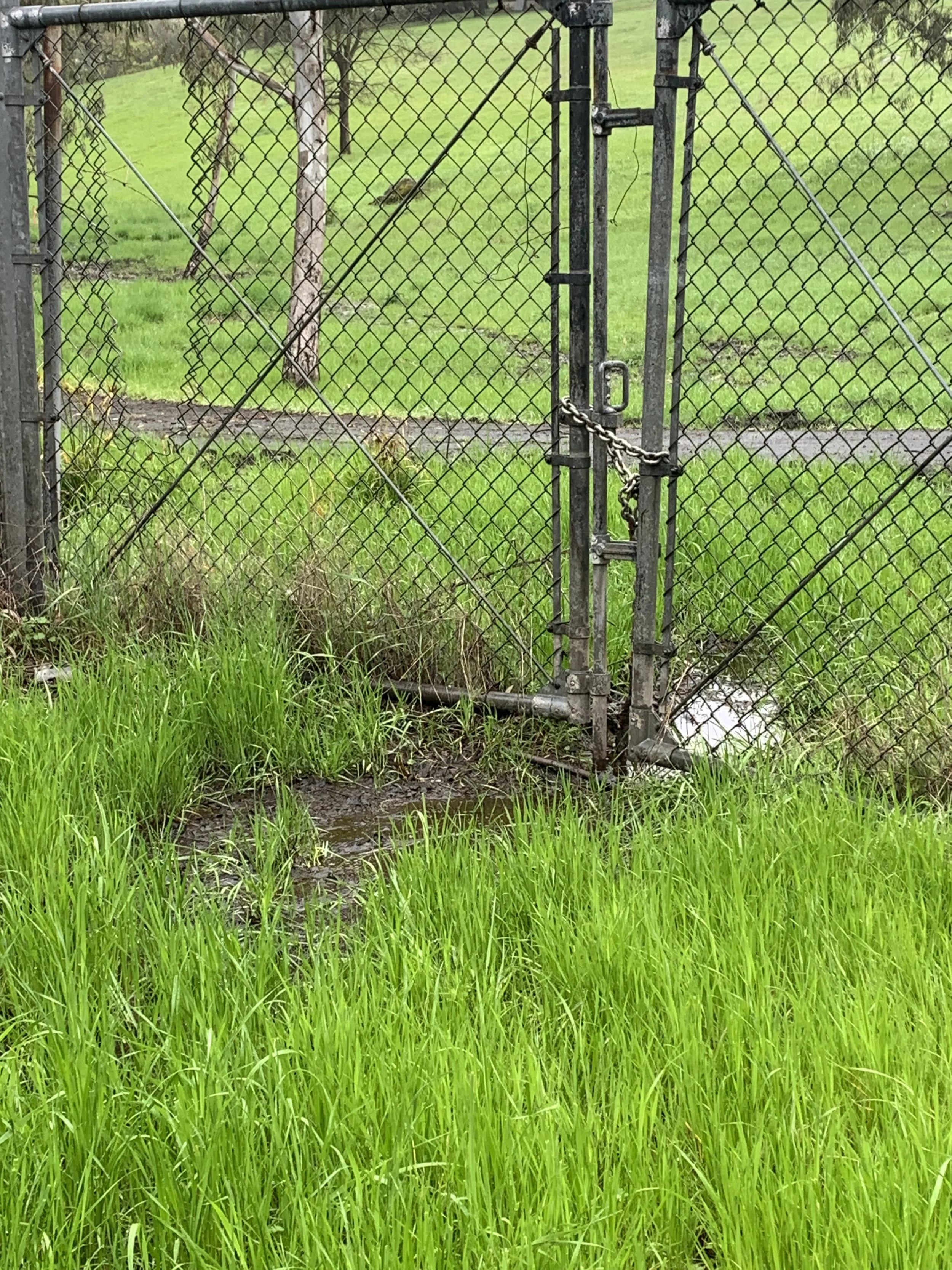 Wetland Photos Kinross (9).JPG