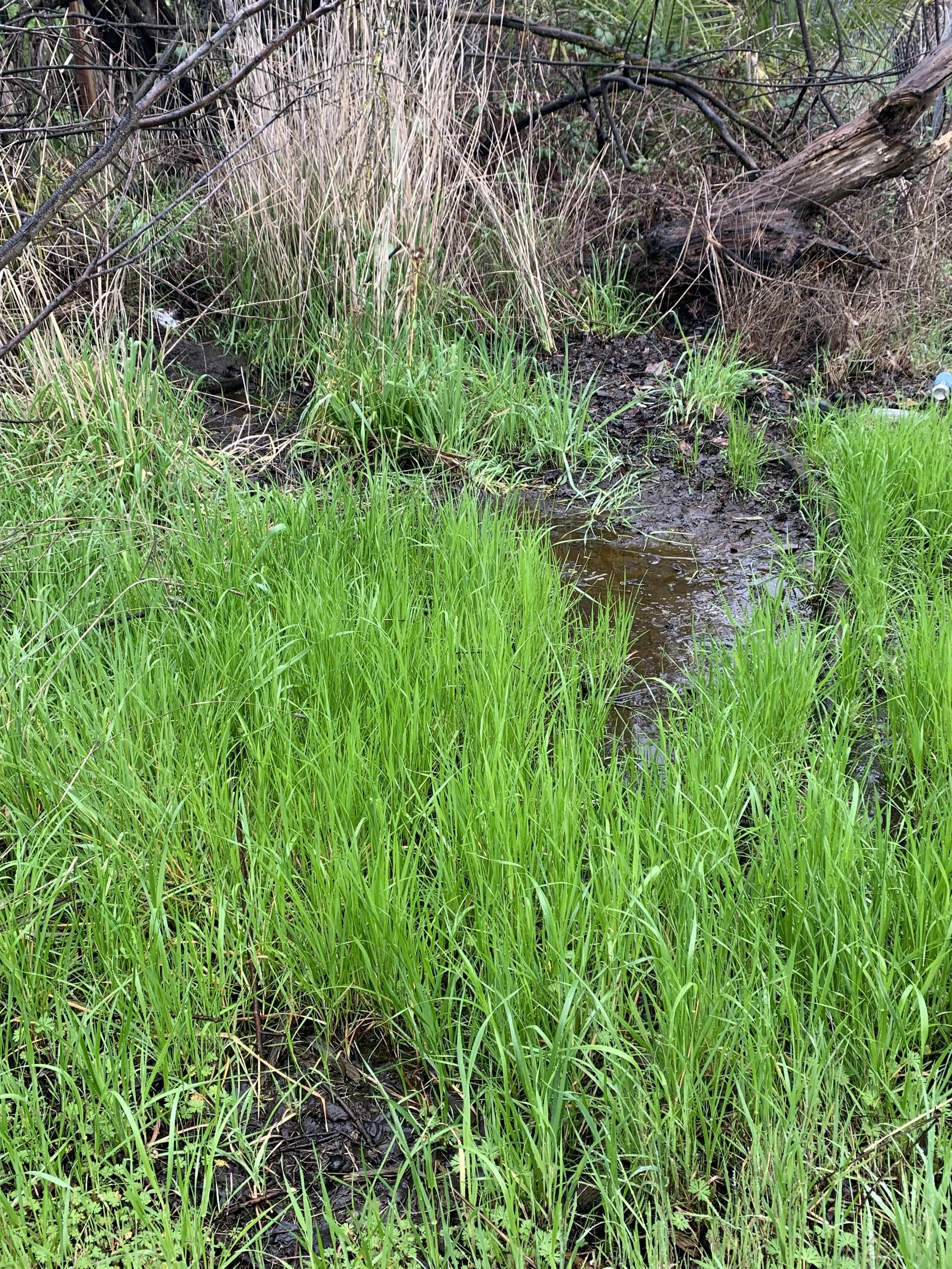 Wetland Photos Kinross (8).JPG