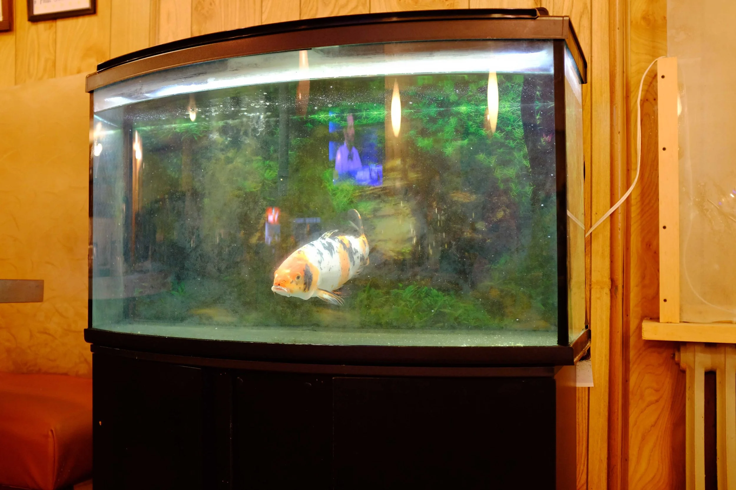 Alone (Montreal) / Seul (Montréal) - 2021