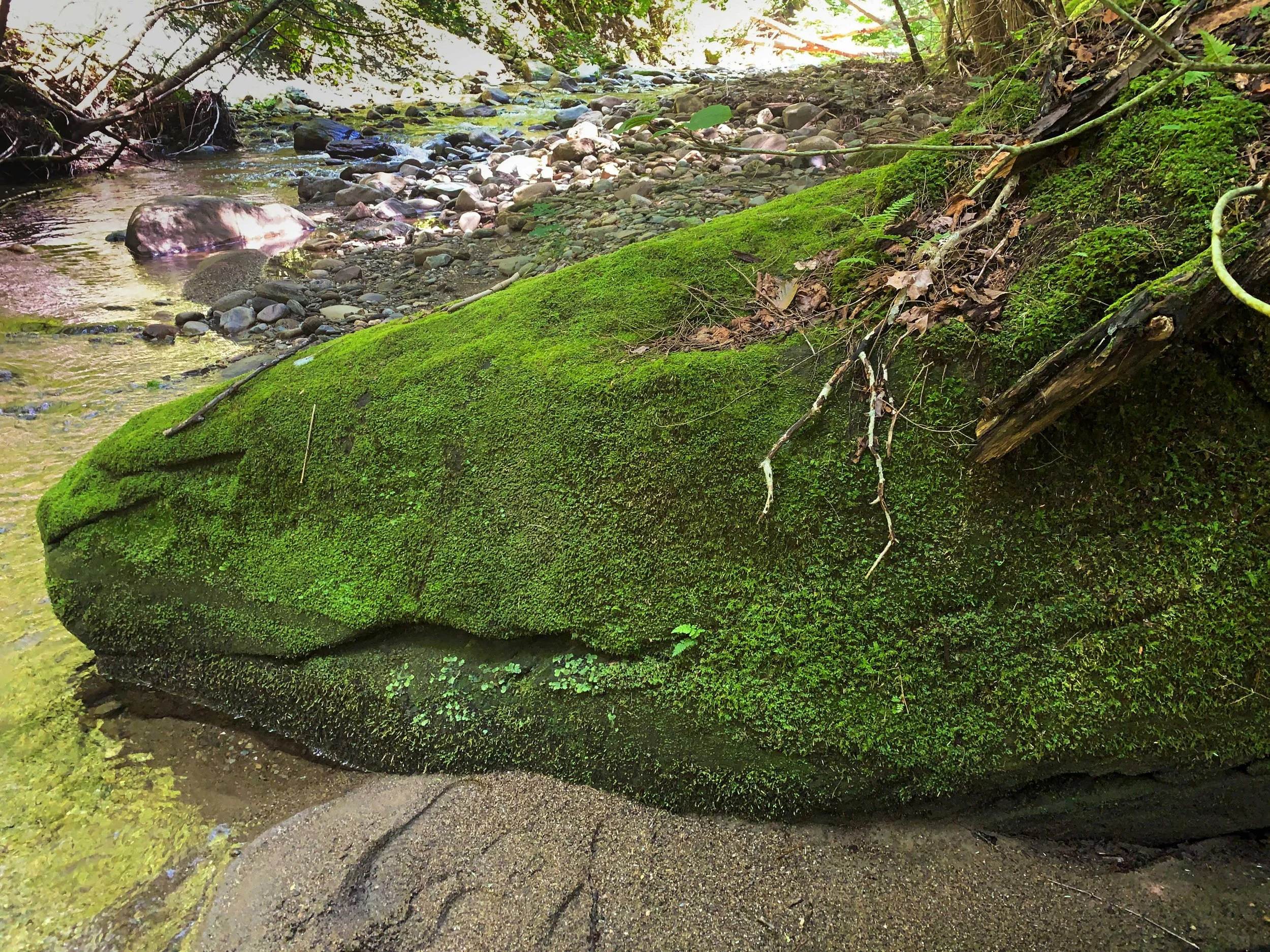 Sleeping dragon - Westover Creek / Dragon endormi - Ruisseau Westover (2022)