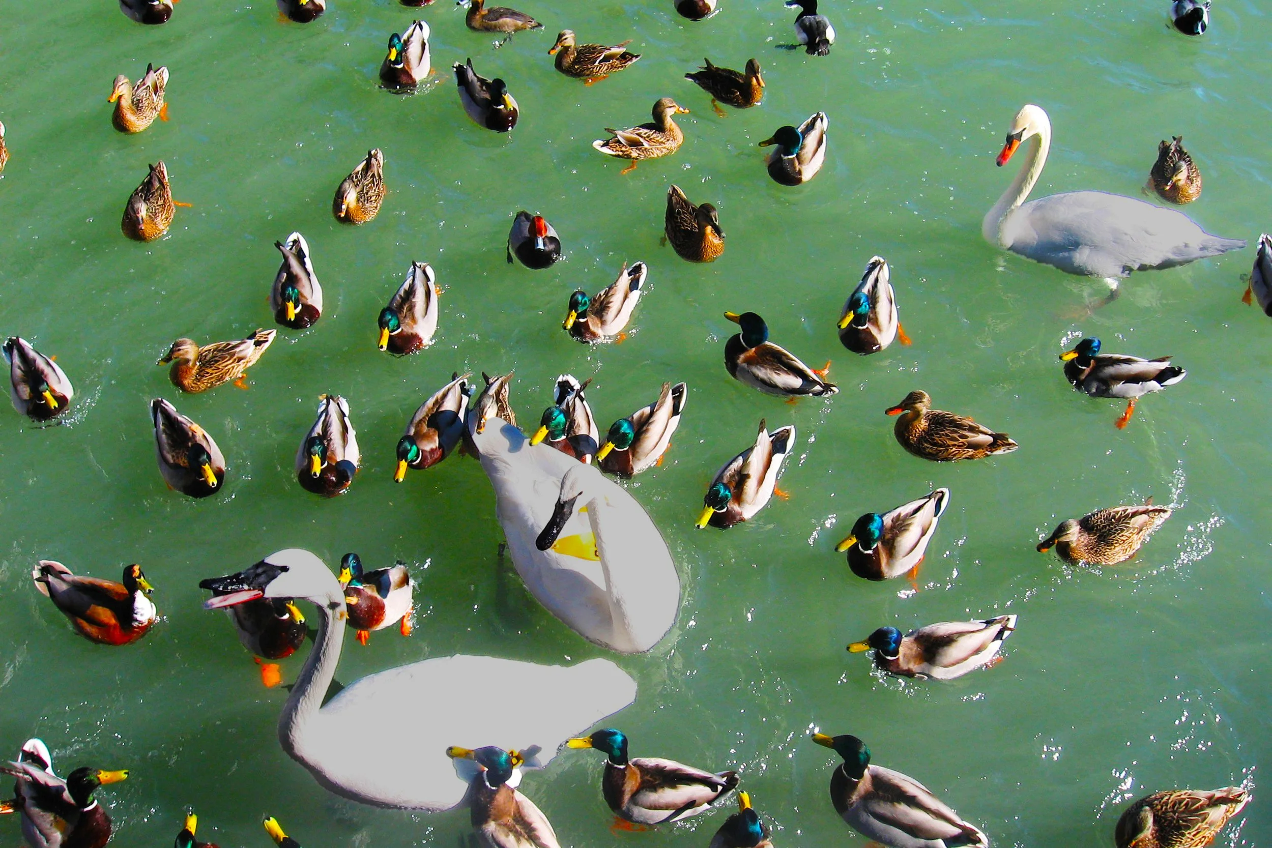 A big crowd / Un grosse foule - Toronto (2009)