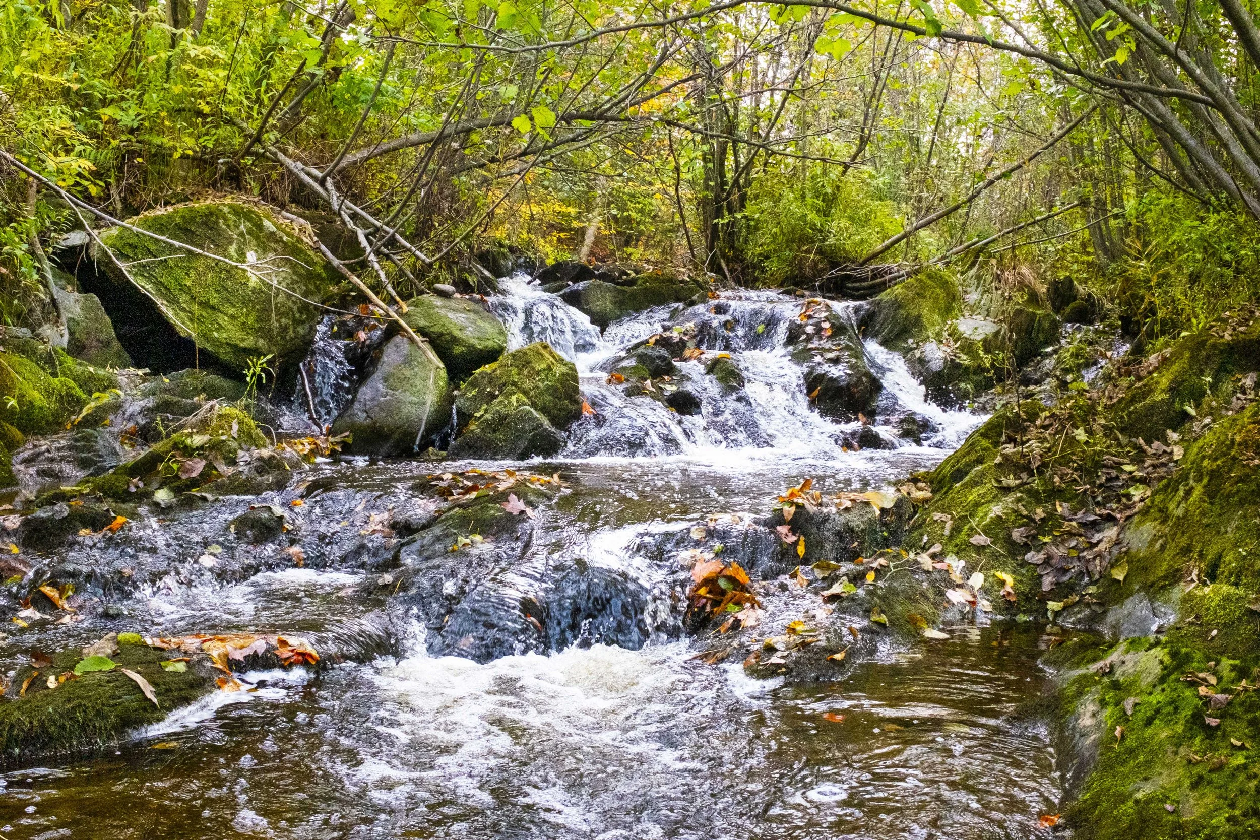 Marsh Creek / Ruisseau Marsh (2022)