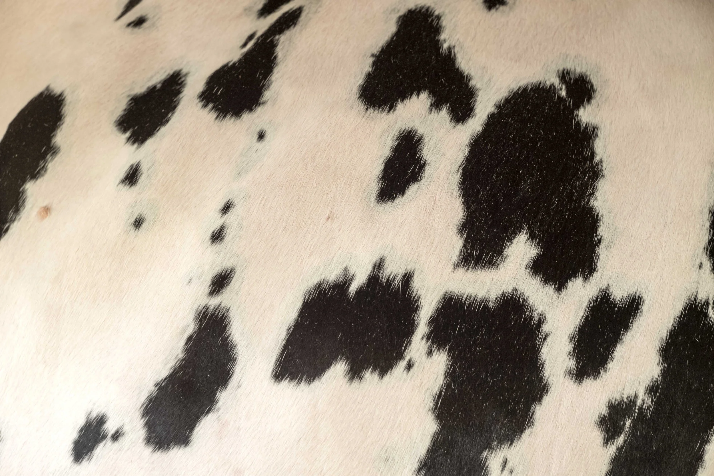 Vache noire / Black cow #10