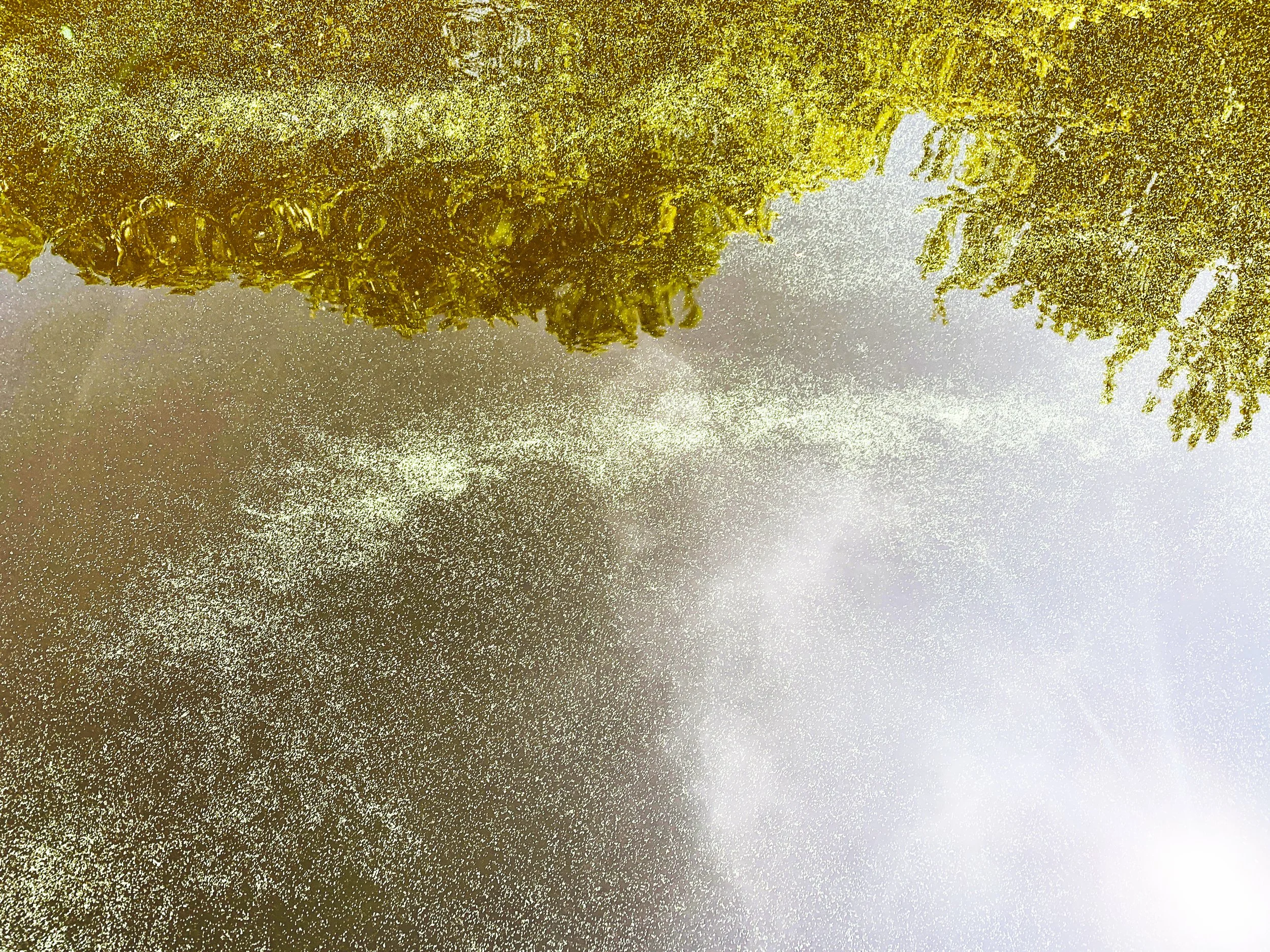 Cyanobacteria Davignon Lake / Cyanobactéries lac Davignon (2022)